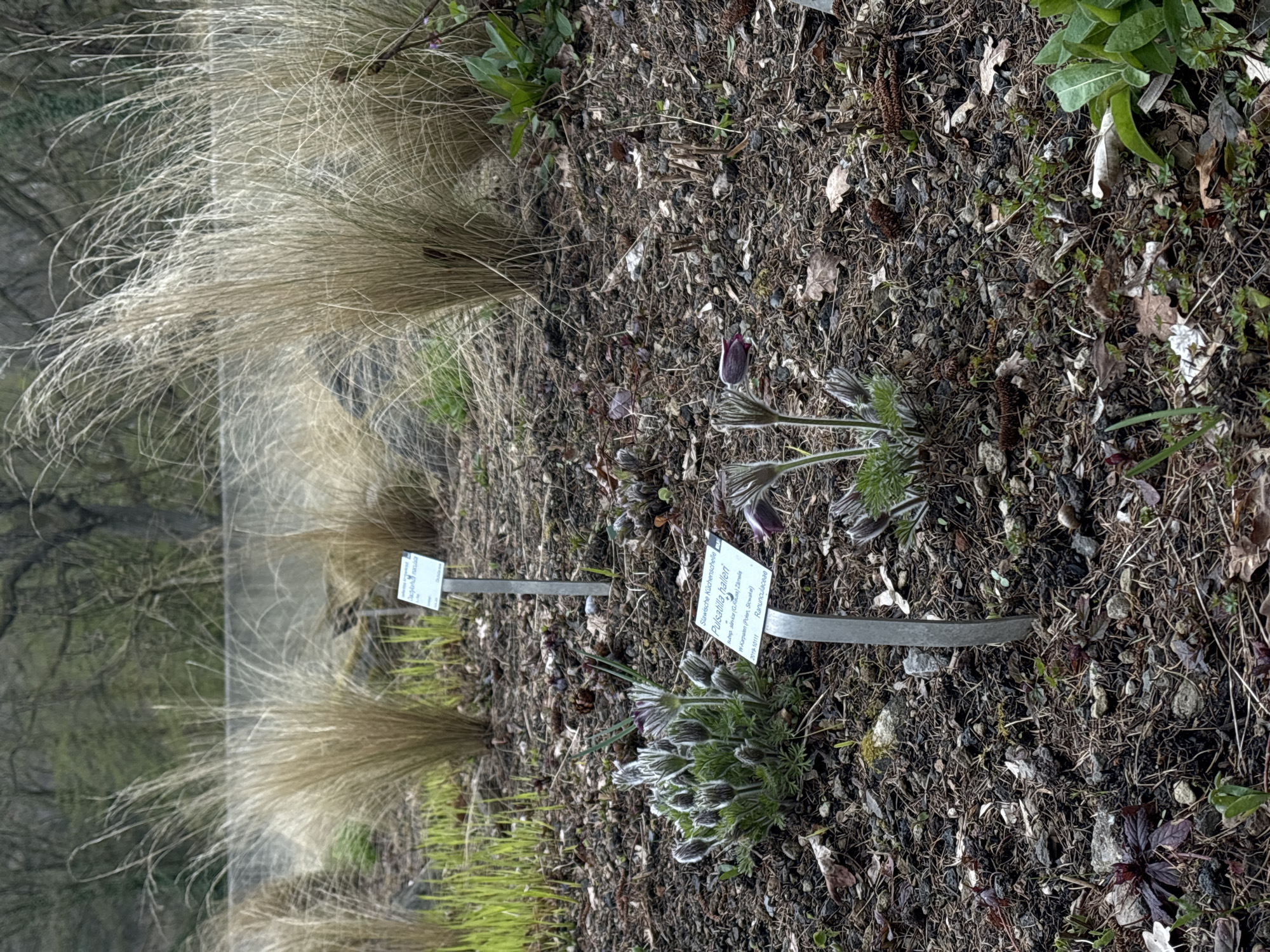 The image depicts a garden setting, featuring primarily plants with a focus on two specific species identified by small signs placed in front of them. The sign in the foreground reads "Slawische Küchenschelle" with the scientific name "Pulsatilla halleri subsp. sinica" and notes the origin as "W-Karpaten (Polen, Siowałal)" along with identification information. These signs suggest this is a botanical garden or a similar educational or display setting.
The plants are set against a background of mulch or dark soil, mixed with scattered leaves and small vegetation. The environment suggests the season is either early spring or late autumn due to the state of the surrounding foliage. Additional tufts of ornamental grass add texture and depth to the landscape. The edge of what appears to be a wooded area is visible in the distance.