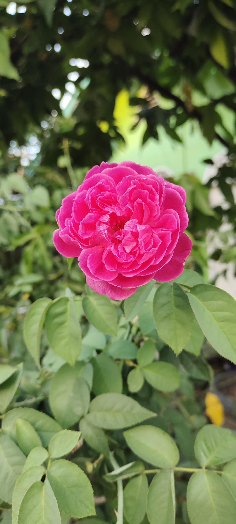 A close-up, vertically oriented shot captures a vibrant pink rose in full bloom, positioned slightly off-center to the right. The rose's numerous petals are tightly packed, creating a full and layered appearance. The flower is the primary subject, with its sharp focus contrasting with the blurred green foliage that serves as the background. The leaves are a soft green, with some appearing slightly out of focus due to the shallow depth of field. The overall impression is one of natural beauty, likely taken in a garden setting in Bireuenmeunasahdayah, Indonesia.