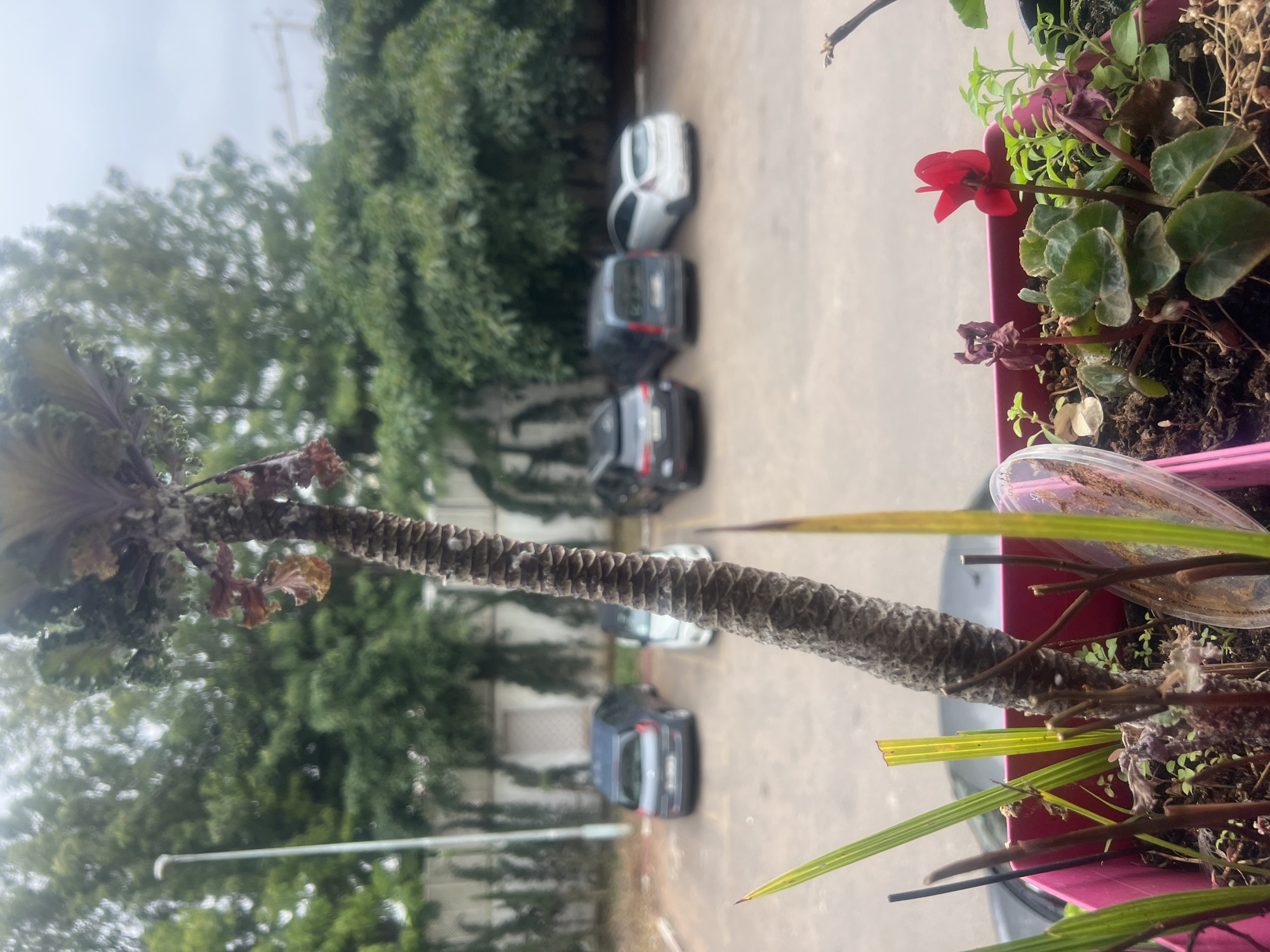 The image presents a detailed view from an elevated position, likely a balcony or window, overlooking an urban environment in Casablanca, Morocco, on an overcast day.
In the immediate foreground, a pink rectangular planter contains a variety of plants. Dominating the planter is a thick, upright, textured grey-brown stem (possibly a *Pachypodium lamerei*), exhibiting ring-like markings and sparse white powdery spots. Its upper portion, partially obscured, shows ruffled green and purplish leaves with visible water droplets, along with some dried, reddish-brown leaf remnants adhering to the stem. Within the planter, several thin, blade-like green leaves sprout vertically. To the lower right, a Cyclamen plant with dark green, heart-shaped leaves displays a single vibrant red flower; an adjacent Cyclamen appears withered. Numerous small, light green sprouts and weeds grow amidst the soil, and a fragment of a clear plastic container is partially embedded on the right side of the planter.
The midground features an outdoor parking lot with a light-colored paved surface. Four cars are visible, all parked facing away from the viewer. From left to right: a dark grey hatchback (Renault Clio IV), a dark grey minivan (Dacia Lodgy or similar), a white compact car (Ford Fiesta), and a dark SUV (partially visible). Behind the parking lot, a low white wall or fence is visible, with slender, dark green coniferous trees or hedges behind it, creating a barrier. A light-colored building with a darker recessed entrance or door is partially visible behind the fence on the left side. A tall, slender grey lamppost with a light fixture stands behind the fence on the left.
The background consists of a dense expanse of lush green trees, suggesting a park or forested area, under an overcast sky. In the far upper right, a section of a yellow construction crane is faintly discernible against the grey sky. No people are visible, and no discernible actions are occurring in the scene.