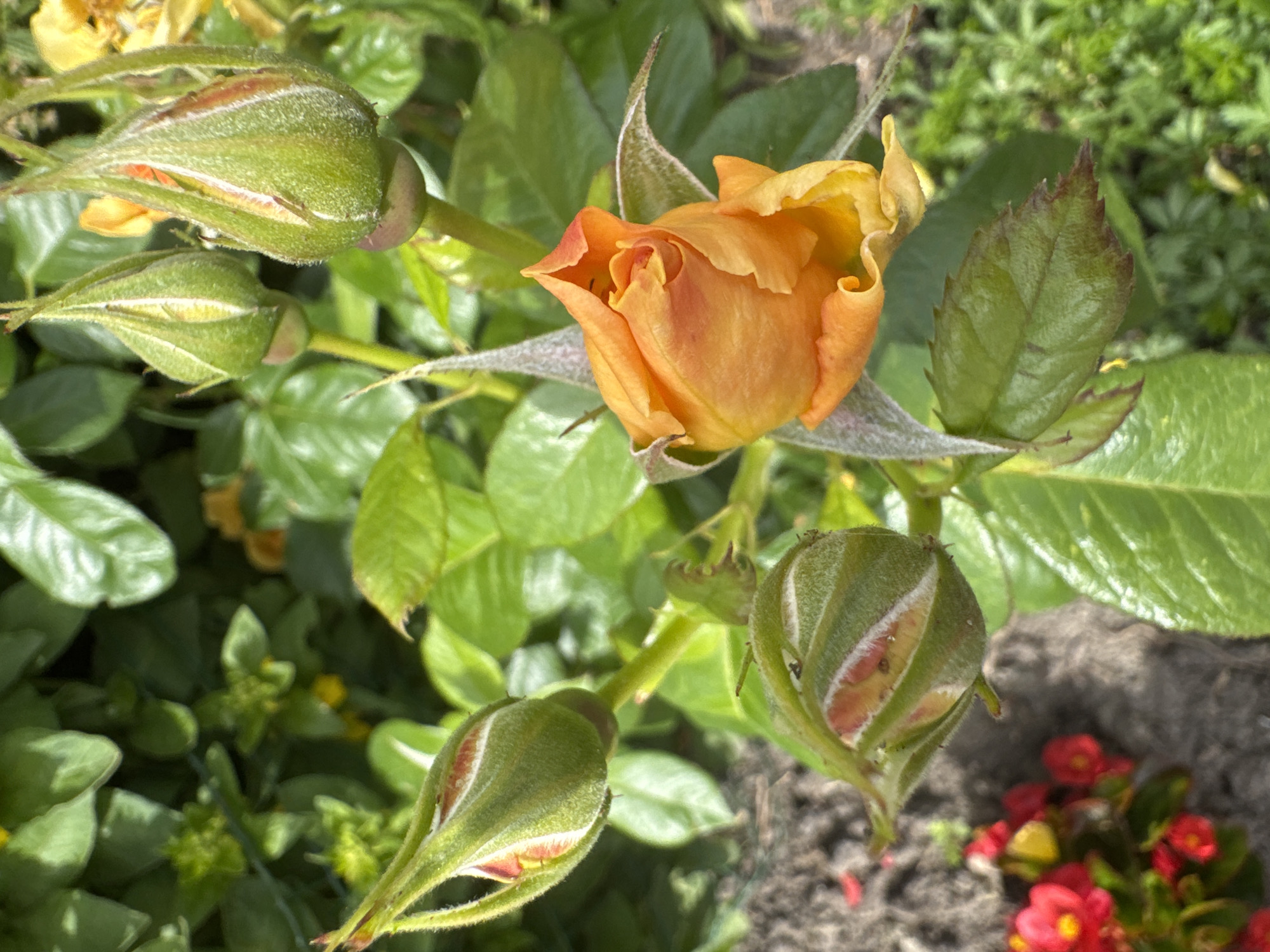 An overhead shot captures several rose buds and one partially opened orange rose in a garden. The rose buds are a vibrant green with hints of pink and white at their tips, covered in a fine fuzz. One rose bud is slightly open, revealing the delicate orange petals within. A fully bloomed orange rose is positioned in the center of the frame, its petals unfurling to reveal a deeper orange hue. Lush green leaves surround the roses, with some red flowers visible in the background, suggesting a colorful garden setting. The ground appears to be a mix of soil and mulch. The scene is bathed in natural daylight, creating soft shadows. The image does not contain any people or indicate a specific location within a city.