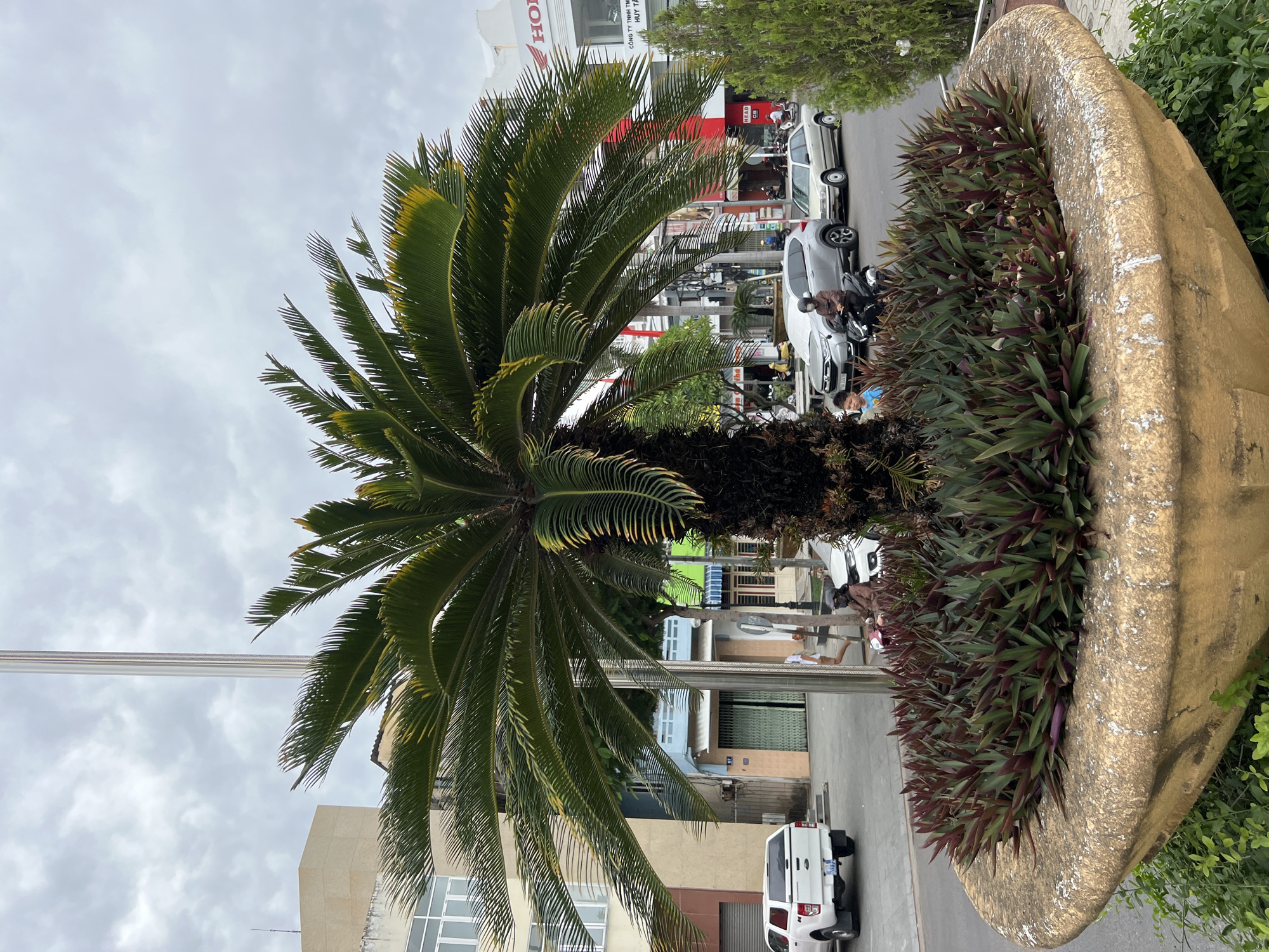 The image captures a street scene in Nha Trang, Vietnam, under an overcast sky. A large, mature cycad tree is the central focus, planted in a wide, weathered concrete planter. The planter is filled with dark green and purplish foliage plants that have spiky, lance-shaped leaves. Behind the planter, a paved street is visible with several vehicles, including a white pickup truck on the left, a silver SUV, and a light-colored sedan. Motorbikes are also present, with one rider wearing a brown jacket and helmet. A few pedestrians can be seen, including a child in a blue shirt. The background features buildings of various heights and colors, some with signage. One building on the right prominently displays the Honda logo in red and white. The overall environment suggests a commercial or mixed-use urban area.