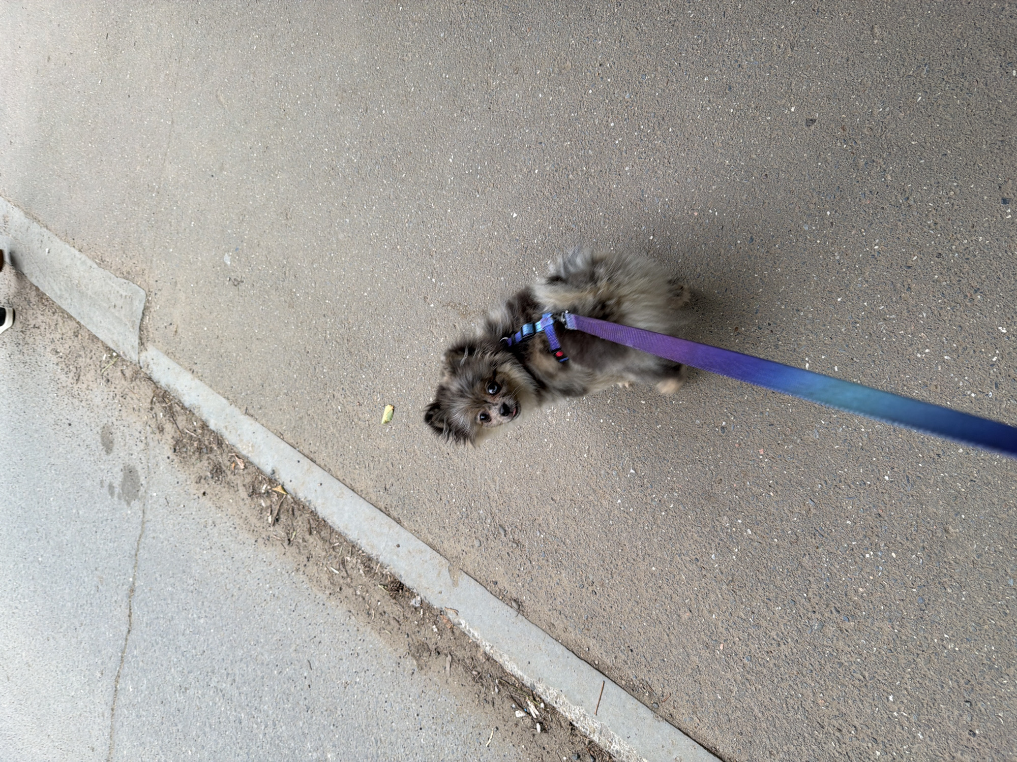 A fluffy Pomeranian dog with a grey and tan coat is walking on a paved surface, possibly a sidewalk or road, with a colorful purple and blue leash. The dog is looking up towards the camera with curious eyes. The ground is made of asphalt and has some small pebbles and dirt scattered on it. To the left of the dog, there is a concrete border with some dirt and debris accumulated along its edge. The scene appears to be outdoors during the day. The image is taken from a high angle, looking down at the dog and its surroundings. No people are visible in the frame, and there is no visible text. The weather appears to be clear, with ample daylight. The overall impression is of a casual walk with a pet.
