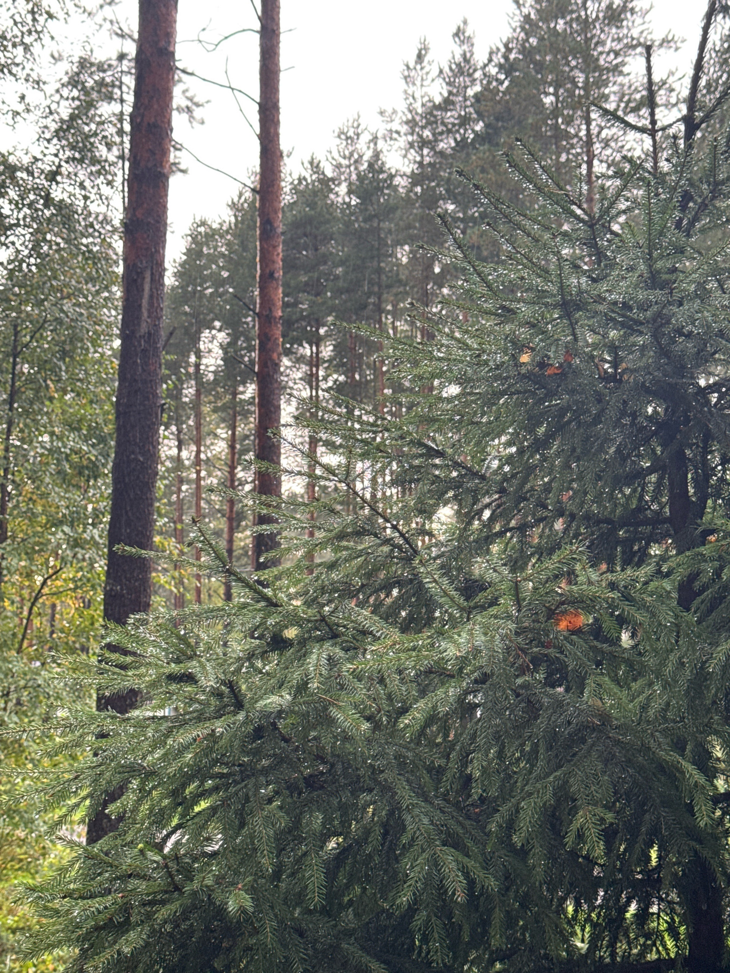 The image depicts a close-up view of a pine tree's needles, some of which are adorned with water droplets, suggesting recent rainfall. Behind the pine tree, a dense forest of pine and deciduous trees is visible under an overcast sky. The ground is not visible in the frame. The scene appears to be located in a natural environment, likely a forest or wooded area. There are no people, animals, or man-made structures present. The overall mood of the image is serene and natural, with a focus on the textures and details of the foliage. The location in the city of Arfa, Russia, is not evident from the visual cues in the image.