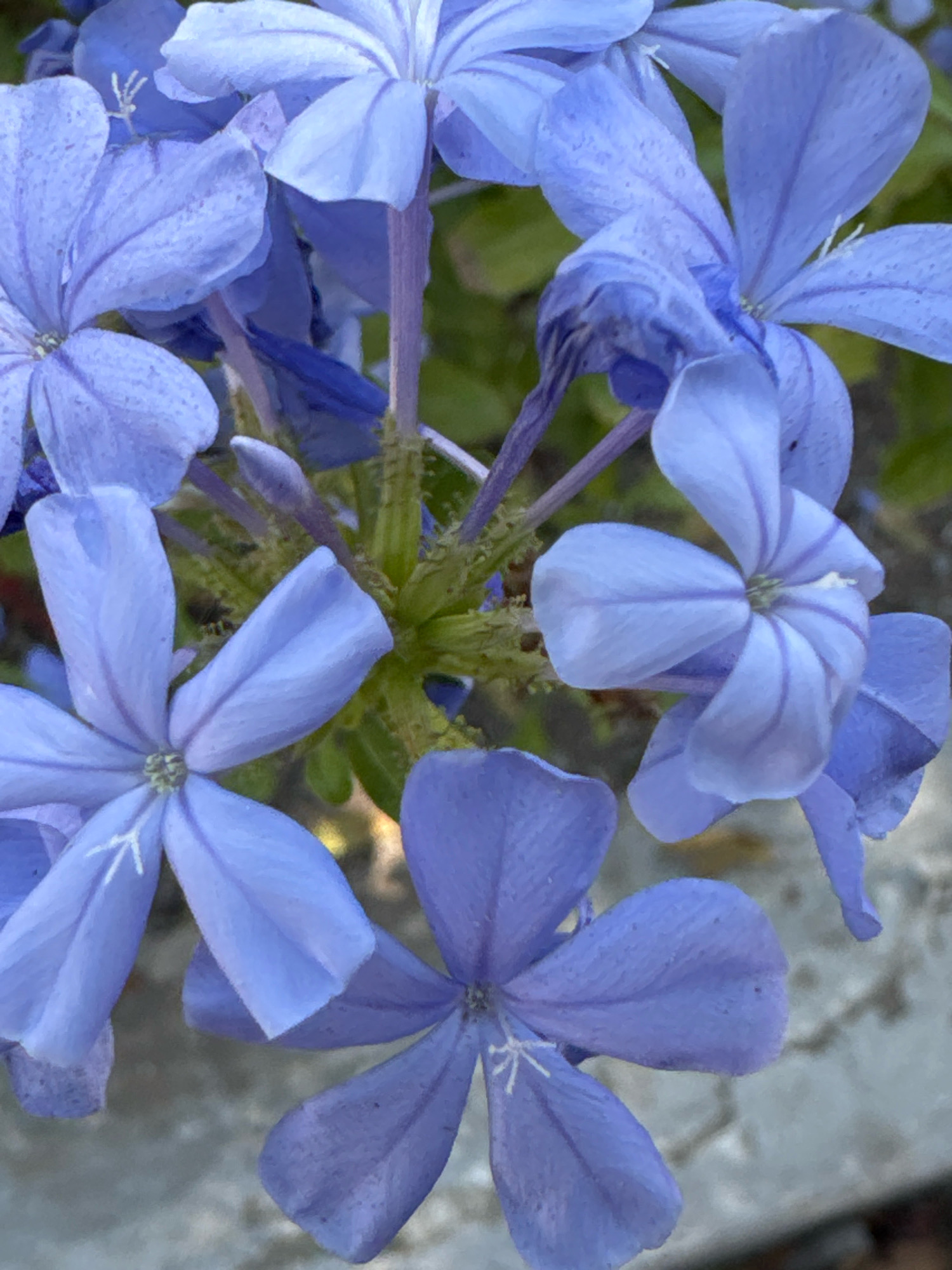 The image is a close-up, overhead shot of a cluster of vivid blue plumbago flowers. The flowers have five petals each, with delicate purple veining on the petals. The central pistils and stamens are visible, some with a white appearance. The stems are green and slightly fuzzy. In the background, out-of-focus green foliage and a grey, textured surface, possibly concrete or stone, are visible. The lighting suggests it is daytime, with soft shadows. No people or specific landmarks of Limassol, Cyprus, are identifiable.
