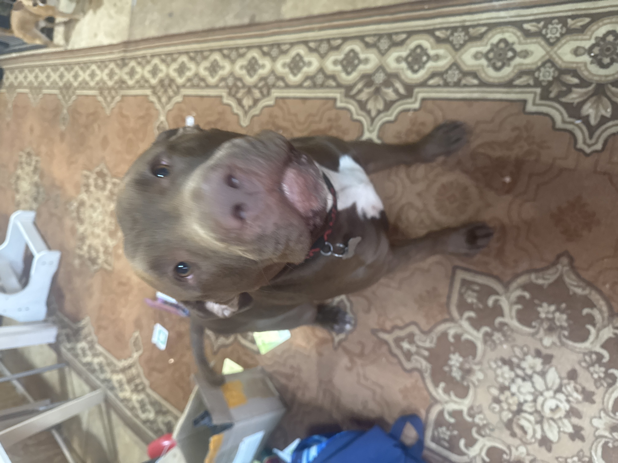 A brown pit bull dog with a white chest patch is looking directly at the camera. The dog is standing on a patterned rug with floral and geometric designs. To the left of the dog, a cardboard box is visible, containing some blue and yellow items. A blue bag is also on the floor near the box. In the background, parts of furniture and another dog can be seen. The scene appears to be indoors, likely in a residential setting. There is no indication of this image being taken in Protasovo, Russia.