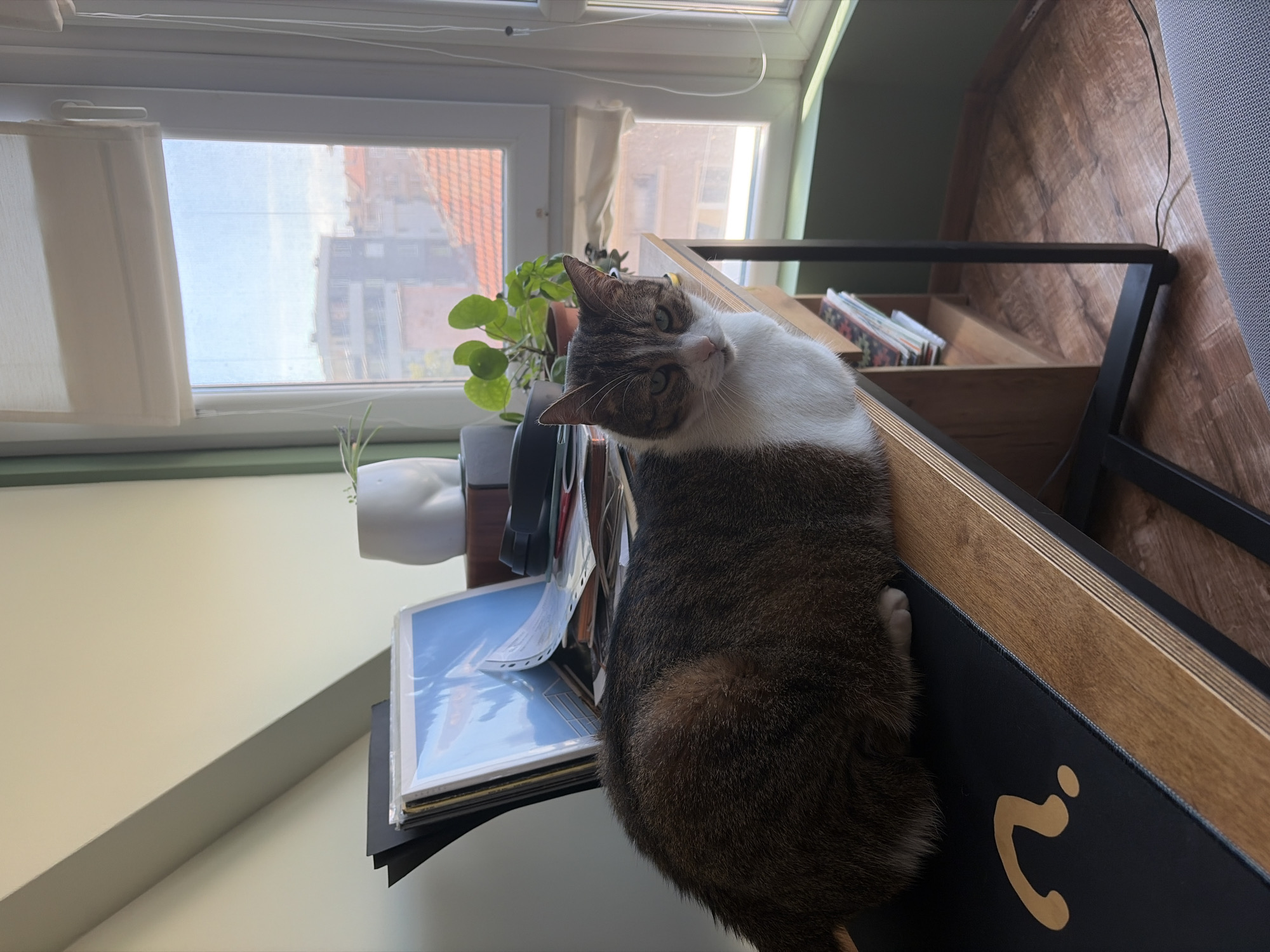 A tabby and white cat is sitting on a desk in front of a window in what appears to be an urban setting. The desk is made of wood and has a black mousepad with a gold question mark on it. There are papers and a white pot with a plant on the desk. The window is large and shows buildings outside. The floor is wooden. The lighting suggests it is daytime.