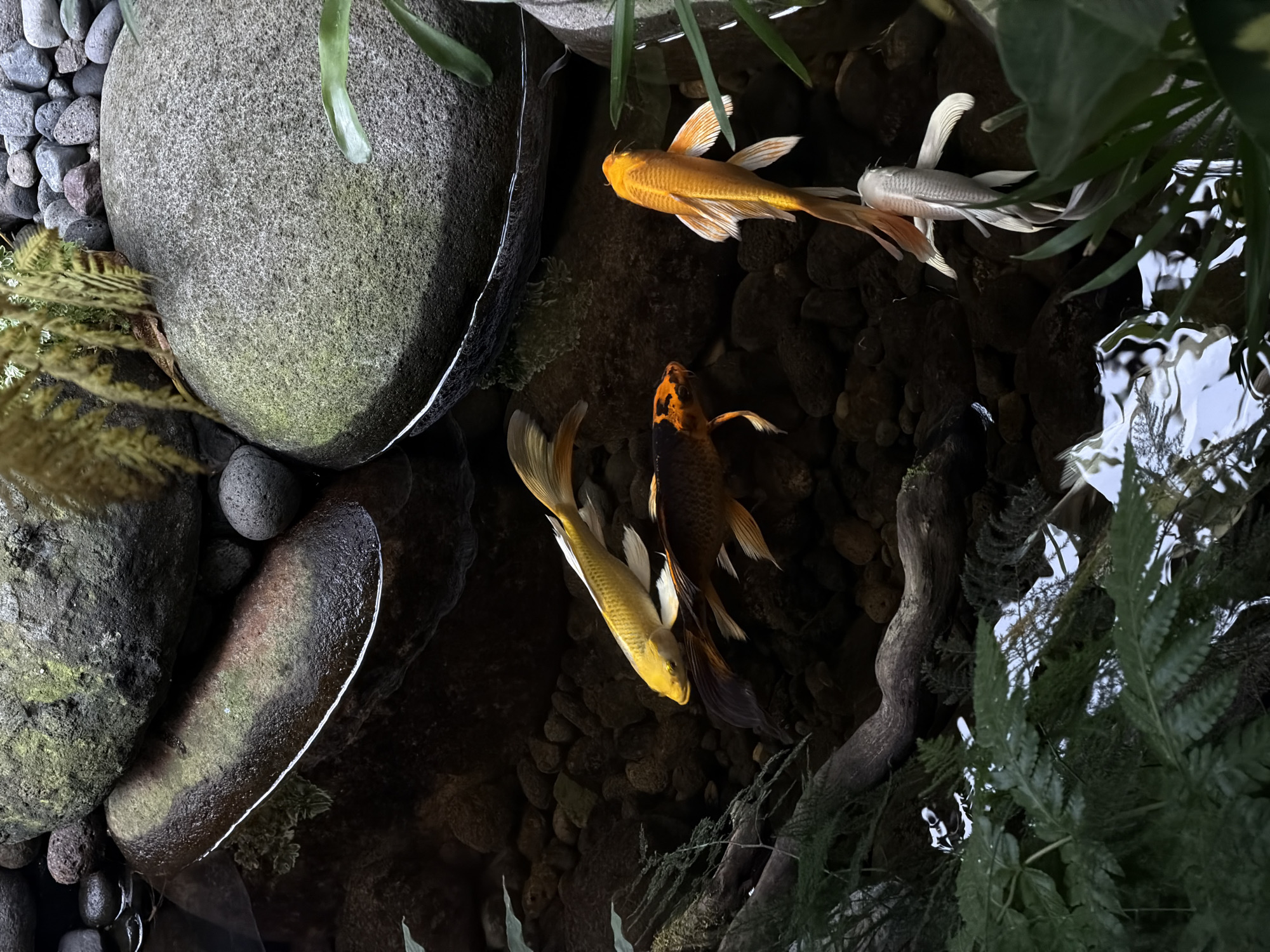The image shows a pond filled with rocks, greenery, and several koi fish. Three koi are visible: one is golden-yellow, one is orange, and one is white with subtle silver tones. The fish are swimming amongst the rocks and aquatic plants. The setting is likely outdoors in a garden-like environment. The city of North Kuta, Indonesia, is mentioned.