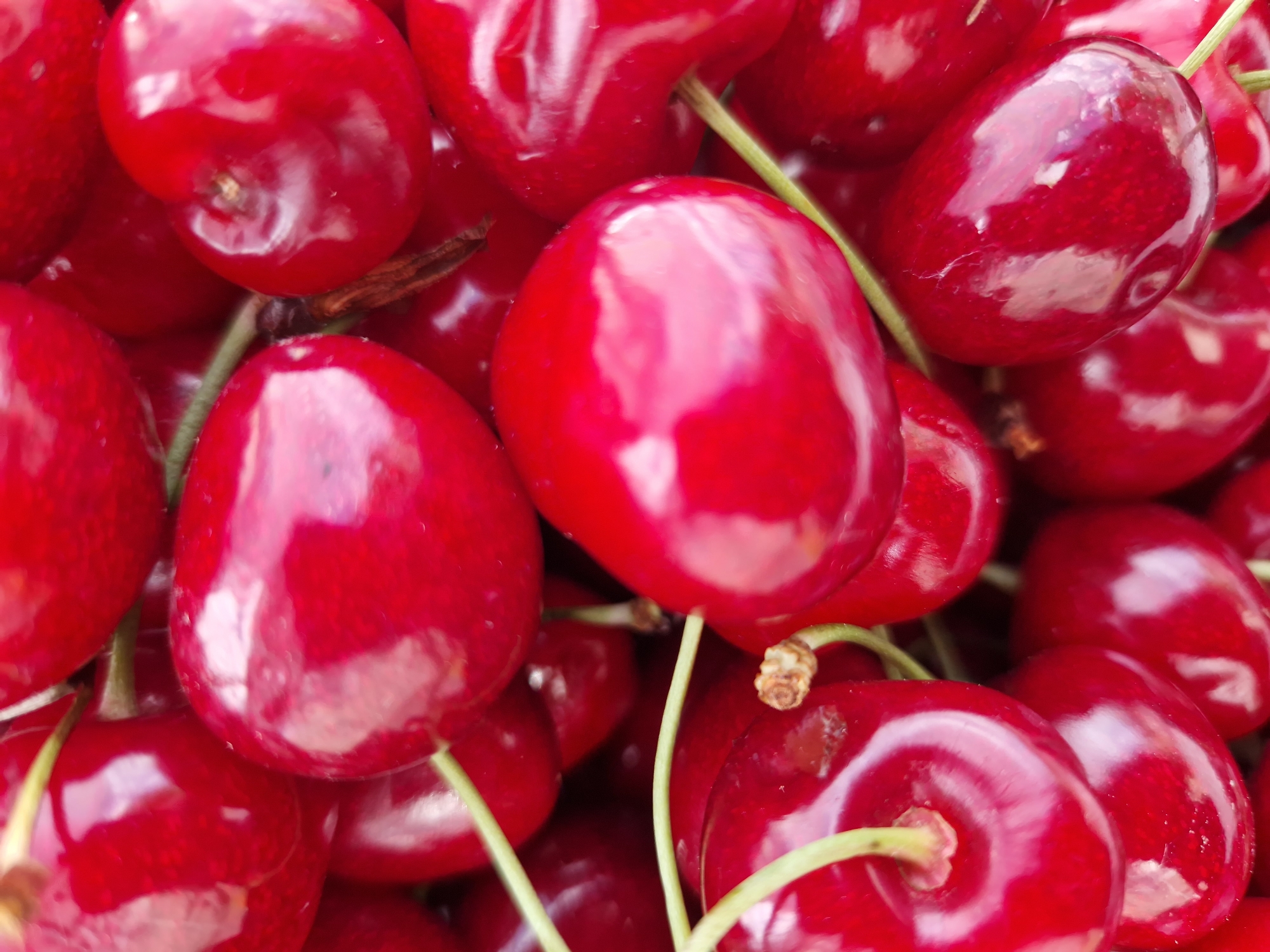 A close-up, overhead shot captures a pile of ripe, red cherries. The cherries are glossy and plump, with some stems still attached. The lighting creates bright highlights and reflections on the fruit's surface, emphasizing its freshness. The background is a blurred assortment of more cherries, creating a shallow depth of field. There are no people or environmental elements visible, making it impossible to determine a specific location, including Sofia, Bulgaria.