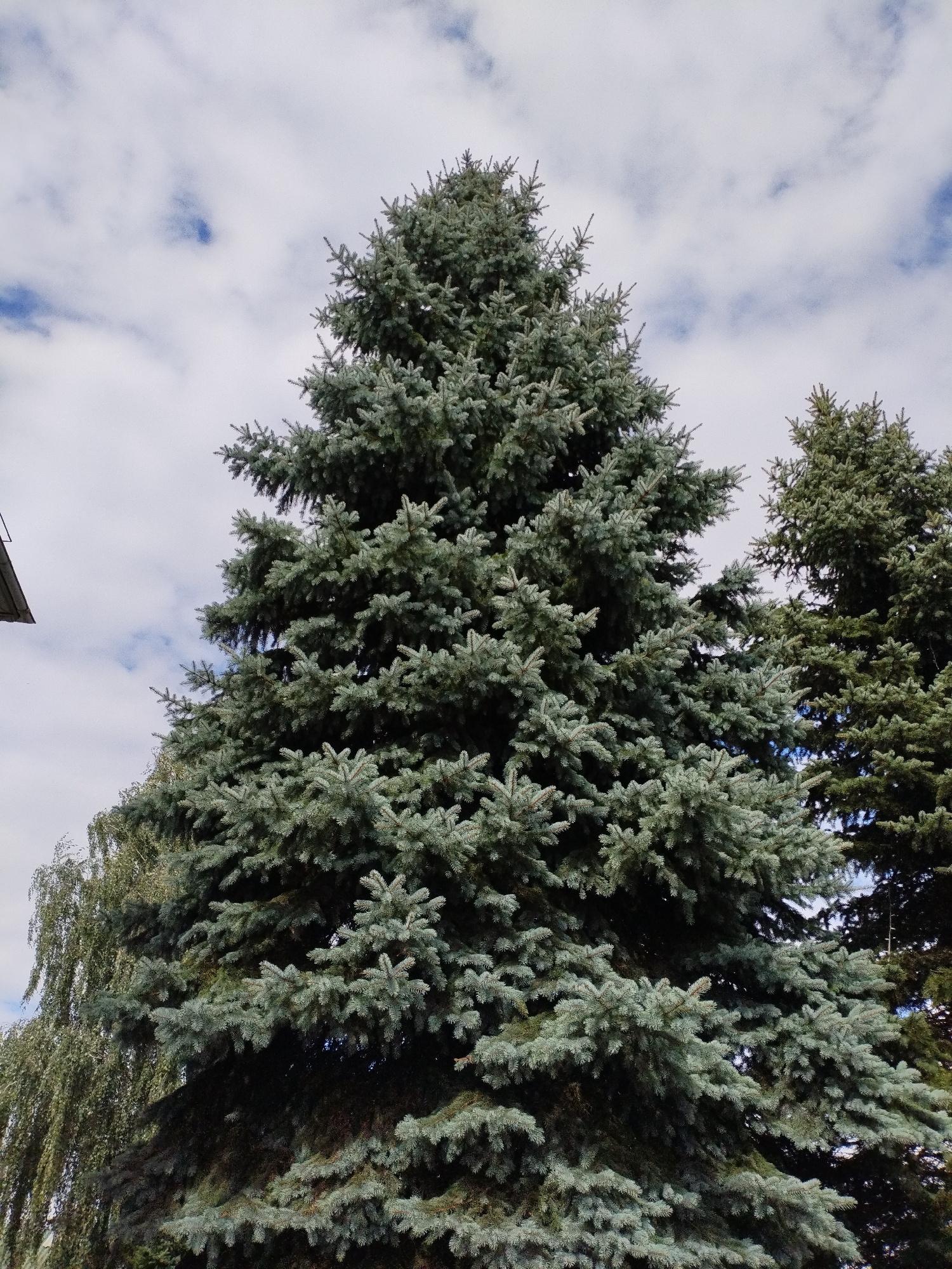 In Bialynichy, Belarus, a tall blue spruce tree dominates the foreground, its dense needles casting shadows. To the left, the edge of a building is visible. Behind the blue spruce, another evergreen tree stands, and further back, a weeping willow with delicate, drooping branches adds a contrasting texture to the scene. The sky above is a mix of white clouds and patches of blue.