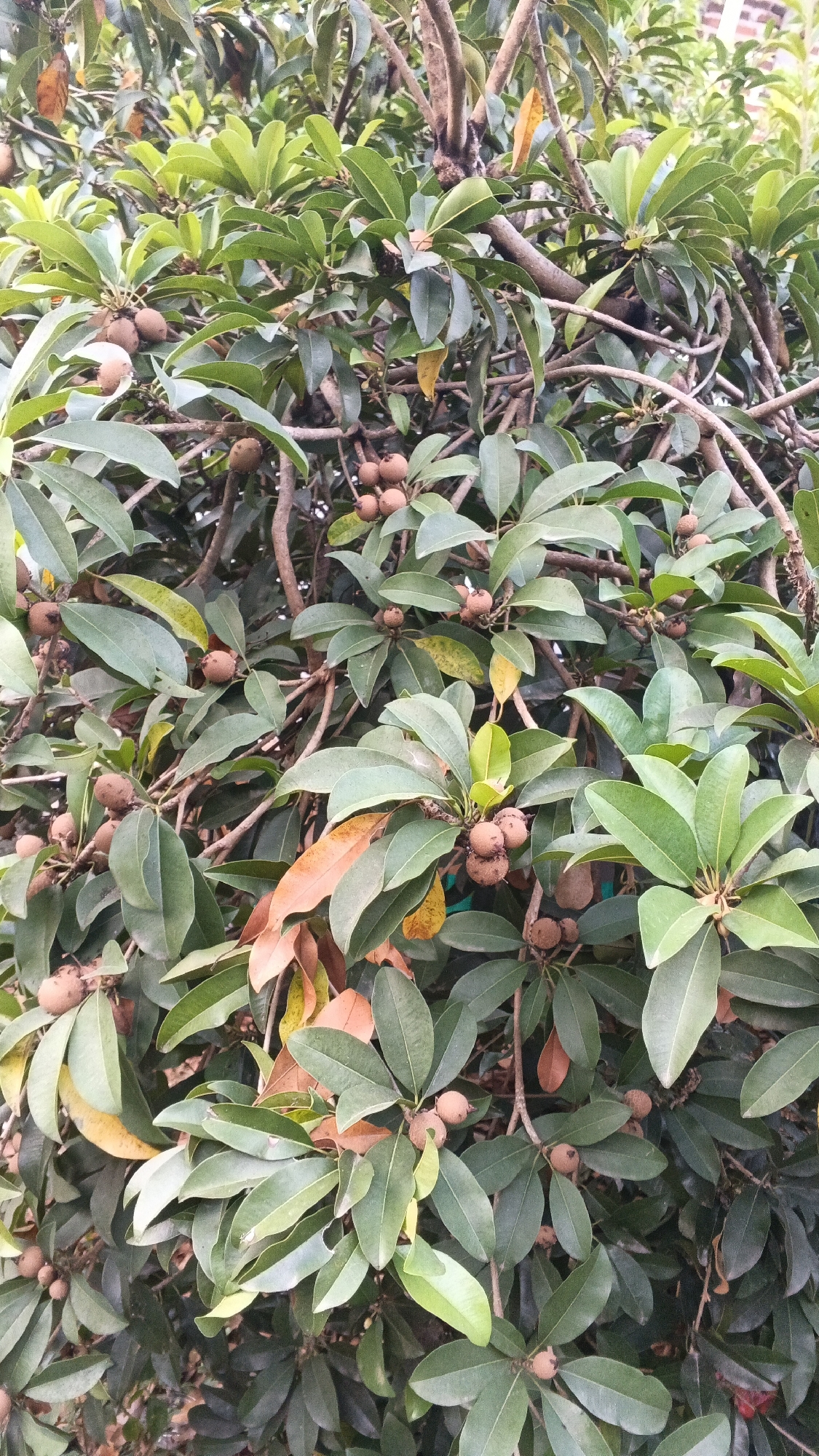 The image displays a close-up view of a tree laden with small, brown fruits, likely sapodilla. The fruits are oval-shaped and clustered on branches amidst lush green foliage. Some leaves are a vibrant green, while others show signs of autumnal change, with hues of orange and yellow. The branches themselves are brown and gnarled, creating a dense canopy. The background is blurred, suggesting an outdoor setting within a city, but no specific landmarks or identifying features of the location are visible. The lighting appears to be natural daylight, casting soft shadows. There are no people or animals present in the image.