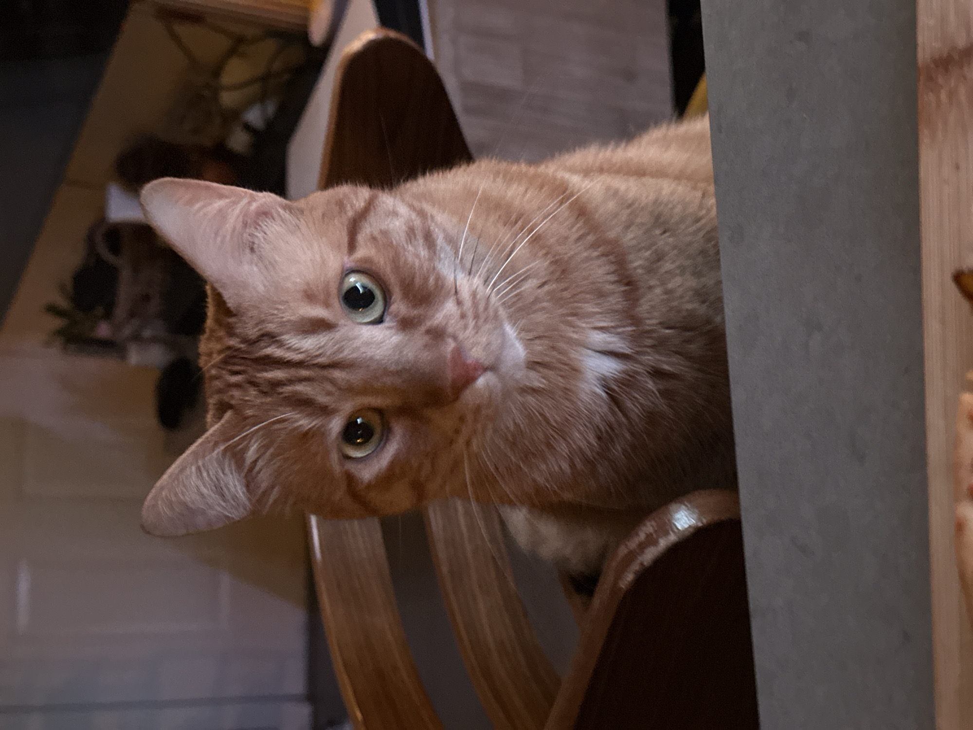 The image depicts an orange tabby cat with green eyes sitting on a wooden chair. The cat is angled towards the camera, with its head tilted slightly. The background includes a room interior with furniture and a wall. The location of the image is unknown.