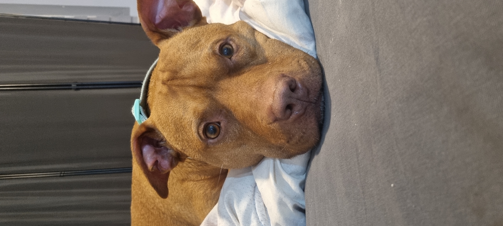 A reddish-brown dog with short fur is the central subject of the image, resting in an indoor setting. The dog appears to be lying on its side, with its head turned towards the camera, looking directly at the viewer. It has dark, round eyes and a dark nose, and its ears are partially perked. A light blue or teal collar is visible around its neck.
The dog's head rests on a crumpled, light-colored fabric, possibly a blanket or pillow. To the right of the dog, there is a large area of dark grey or charcoal fabric, likely part of furniture upholstery or another blanket. In the background, to the left of the dog's head, is a dark surface with faint horizontal grooves, suggesting a piece of furniture, wall paneling, or a crate. The lighting is soft and even, indicating an indoor environment, possibly during the daytime. The dog's expression is calm and attentive, conveying a sense of contentment or curiosity. There is no visible text in the image.
