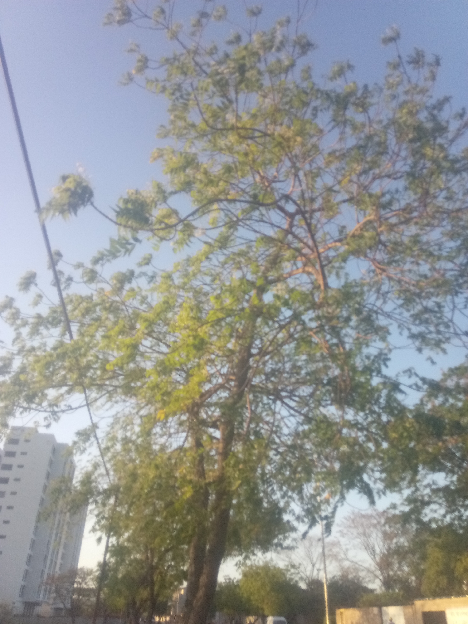 The image depicts a daytime scene in what appears to be an urban environment in Juan Griego, Venezuela. A large tree with light green foliage dominates the frame. A tall, modern building is visible in the background, left side, suggesting a developed area. A power line runs across the upper-left part of the frame. Other trees are scattered across the background. The sky is light blue. There are other buildings in the background, a car and a street lamp.