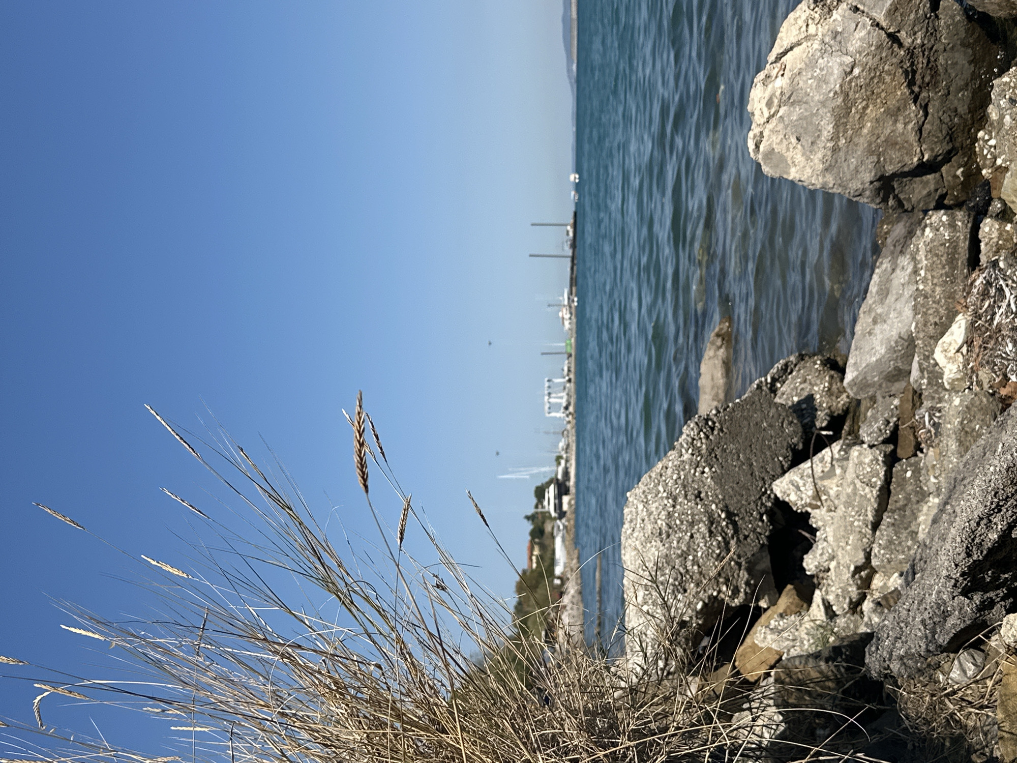 The image depicts a seaside scene on a clear day, likely in Muggia, Italy, given the presence of boats and a marina infrastructure in the distance. In the foreground, a cluster of dry, tall grasses and weathered rocks dominate the left side of the frame, with rough concrete fragments scattered among them. The sea, a vibrant blue, occupies the middle and right sections of the image, with gentle ripples on its surface. Across the water, a marina is visible, featuring various boats, including sailboats and what appear to be cranes or lifting equipment. Buildings with reddish roofs are situated along the coastline behind the marina. The horizon is a soft line where the sea meets the sky, which is a cloudless, bright blue. The overall impression is one of a sunny, coastal day at a functional harbor area.