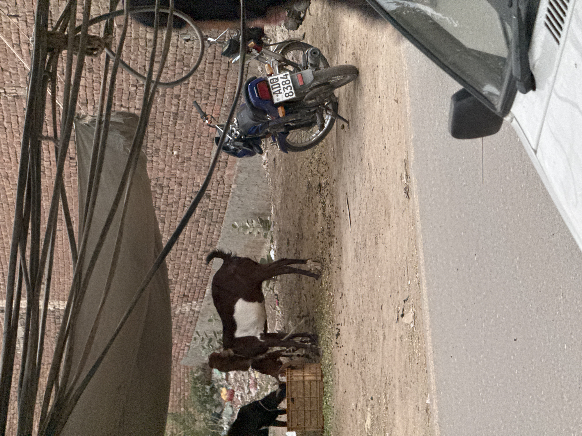 The scene depicts a street in the city of Unknown, Unknown. A dark-colored goat with a white patch is standing near a brown crate with possible goats. The street has a parked blue motorbike with the number plate "ADB 8384", and a light-colored car is parked on the other side of the road. A bicycle wheel and some metal rods are visible on the left side of the image. The street surface appears to be a mix of dirt and pavement.
