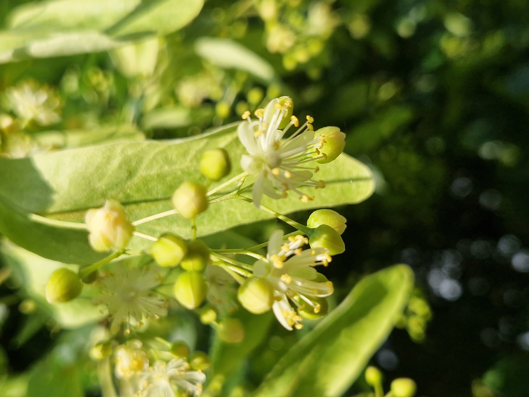 The image shows a close-up, eye-level, outdoor view of linden tree blossoms and buds in Sofia, Bulgaria. The blossoms are small, white, and star-shaped with yellow stamens, hanging in clusters from delicate stems. They are surrounded by vibrant green leaves, some of which are in focus while others are blurred in the background. The lighting suggests a sunny day, with bright highlights on the blossoms and leaves, and soft bokeh in the dark green foliage behind. There are no people or animals visible in the image. The scene is a naturalistic depiction of a tree in bloom.