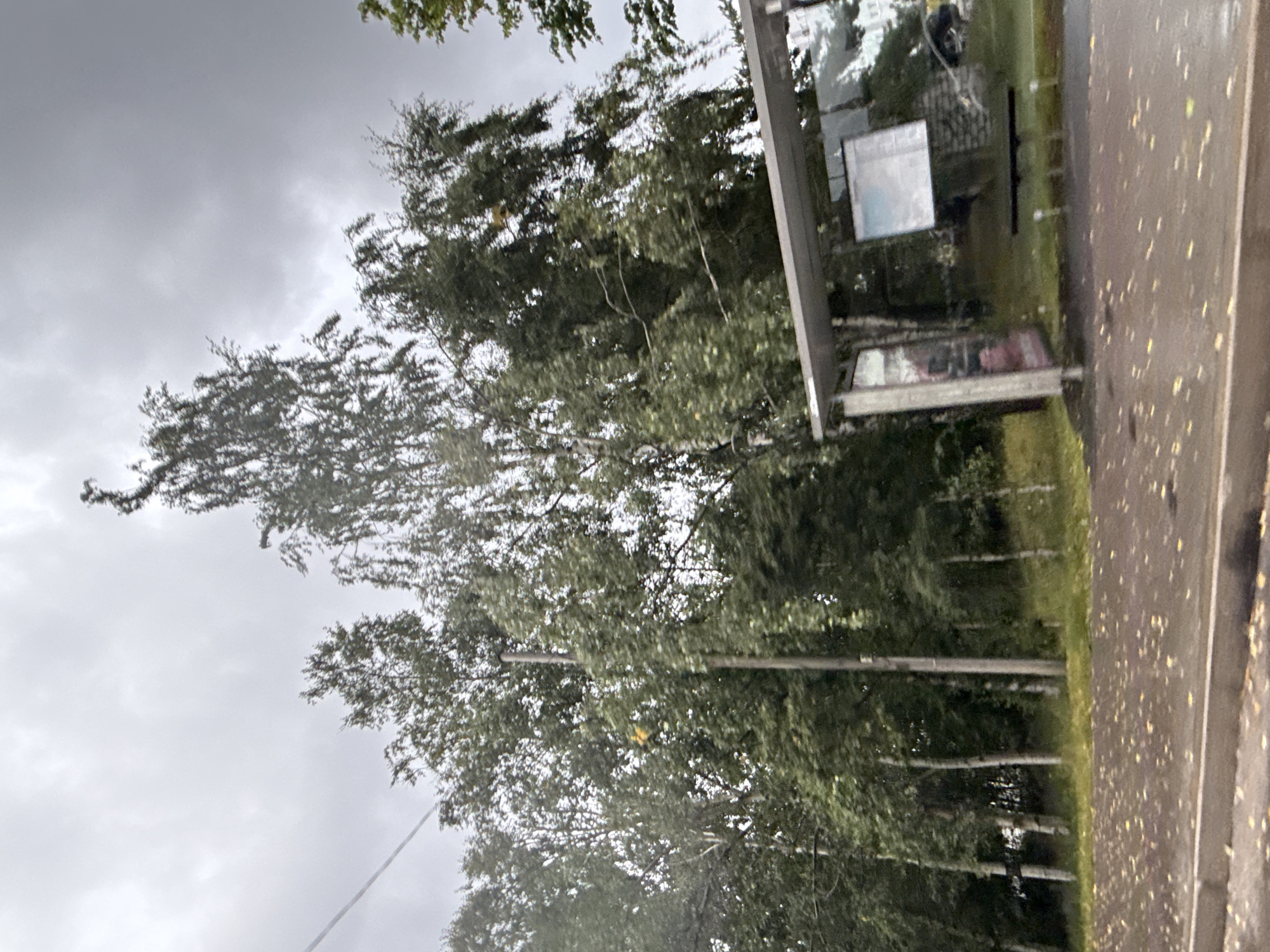 The image captures an overcast day at a bus stop in Tallinn, Estonia. In the foreground, a wet paved area is littered with fallen yellow leaves, indicating an autumn season. A concrete curb marks the edge of this area. The bus stop itself is a modern structure with a transparent glass enclosure, a metal frame, and a grey roof. Inside, a bench is visible, and on the glass, schedules or advertisements are displayed. Beyond the bus stop, a dense line of tall trees with green foliage dominates the background. A utility pole stands amongst the trees. The sky is heavy with grey clouds, suggesting an impending or ongoing rain. No people are visible in the scene.