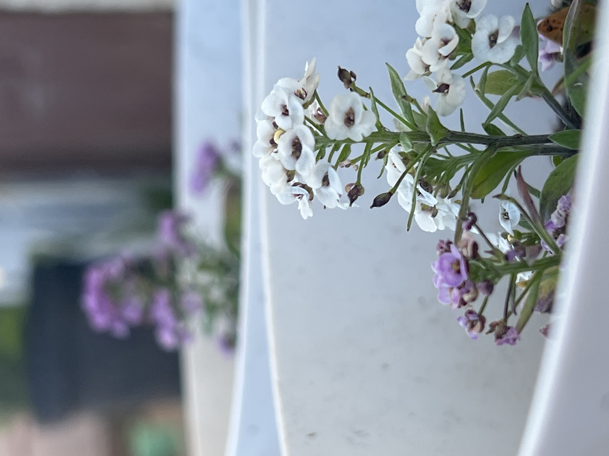 The image is a close-up shot of white and purple flowers in white planters. The flowers are small and clustered together on thin green stems. The white flowers have dark centers and are the most prominent subject in the foreground. There are also some purple flowers visible, but they are more out of focus and in the background. The planters are white and appear to be made of plastic. The background is blurred and shows hints of other plants and a dark object that could be a pot. The lighting suggests it is daytime, possibly overcast. There are no people or animals present. The scene appears to be outdoors in a garden or balcony setting. There is no information in the image to suggest a specific location in Smolenskaya, Russia.