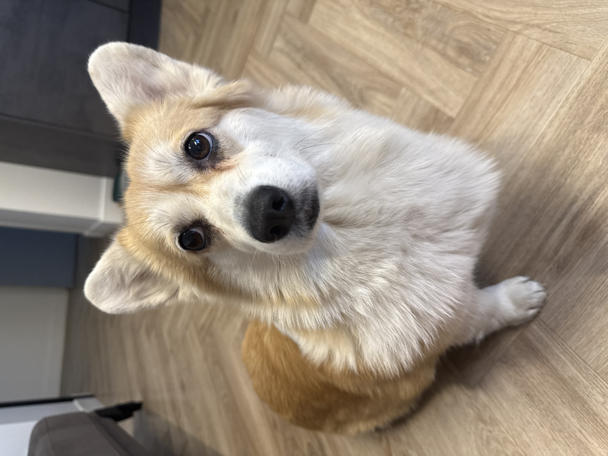 A corgi sits on a wooden floor. The corgi has light brown and white fur. The dog is looking up towards the camera. The floor is light wood with a herringbone pattern. A dark gray cabinet is visible in the lower left corner. A light gray and white wall is visible in the background on the left. The location is indeterminable in Krasnoyarsk, Russia, due to lack of contextual information.