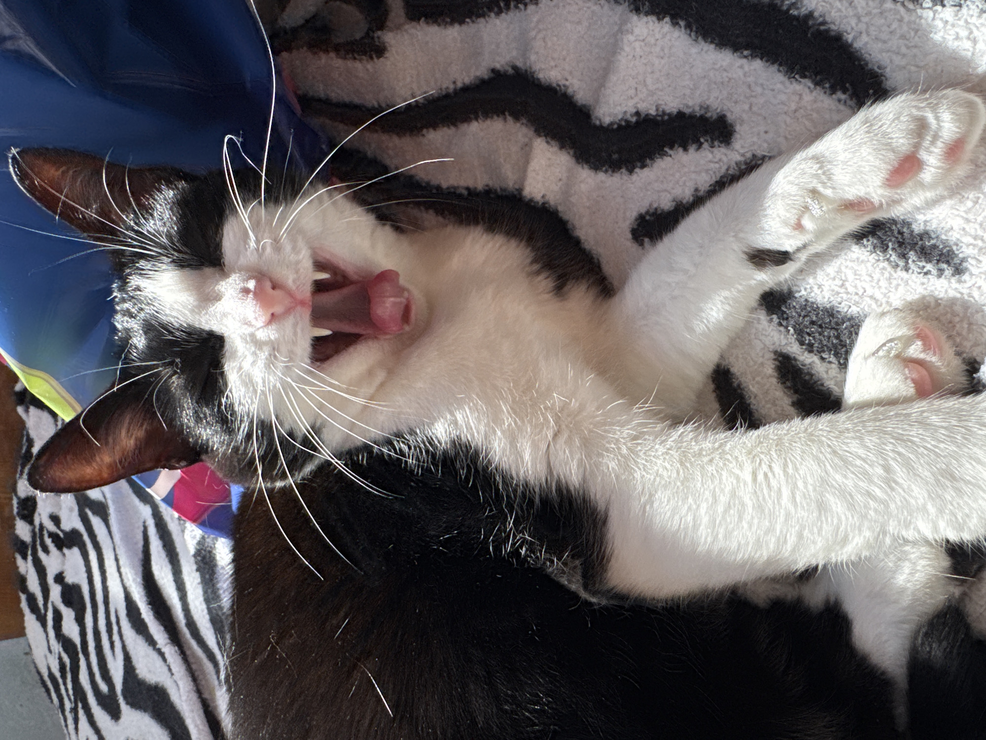 A black and white cat is lying on its back on a black and white zebra-striped blanket. The cat's mouth is open in a yawn, revealing its tongue and teeth. Its paws are outstretched, showing pink paw pads. The cat appears to be lying near or resting in a blue plastic dish. The location is not discernible, but the query asks for a location in Chaikovsky, Russia, which cannot be confirmed from this image.