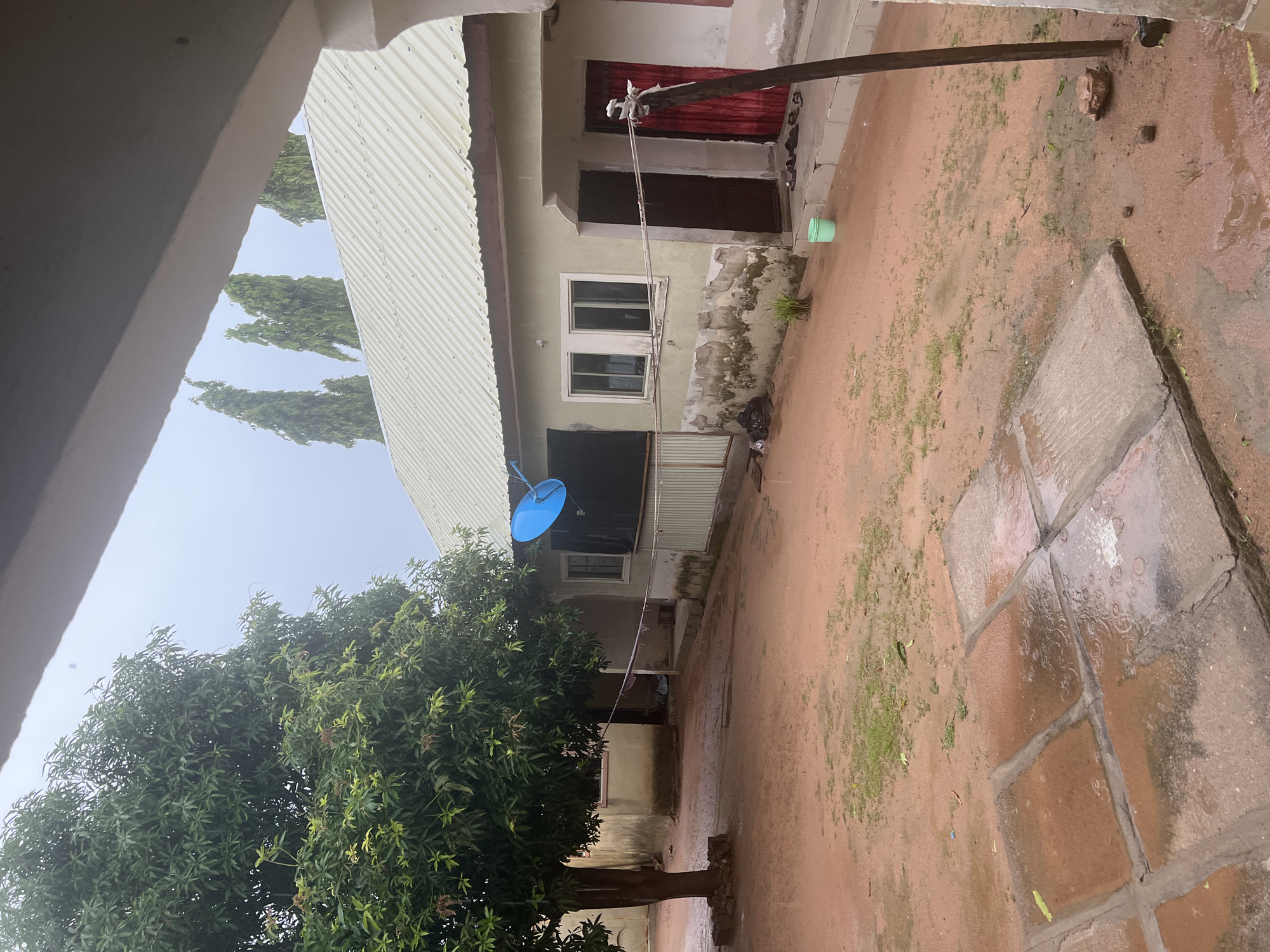 The image depicts an outdoor scene in Jauro Yinu, Nigeria, likely during or after rainfall. In the foreground, a muddy, reddish-brown ground is interspersed with patches of sparse green grass and several square concrete slabs, some of which are wet and reflecting the overcast sky, with visible raindrops creating ripples. A large, leafy tree with a thick trunk stands to the left, rooted in a raised concrete base.
In the middle ground, a single-story building with a light green, weathered exterior is visible. The building has a light-colored, corrugated metal roof. It features two rectangular windows with white frames, and two doorways. The left doorway appears to be an open entrance to a dark space, possibly a room or an extension. The right doorway is partially obscured by a bright red curtain. A blue satellite dish is mounted on the wall near the left doorway. A clothesline with a piece of purple fabric hangs between the tree and the building. A pale green bucket sits on the ground near the building's foundation.
In the background, several tall, slender trees with dense green foliage are visible against a hazy sky. A white railing or fence runs along the front of the building. The overall impression is of a simple residential dwelling in a rural or semi-rural setting, experiencing inclement weather.
