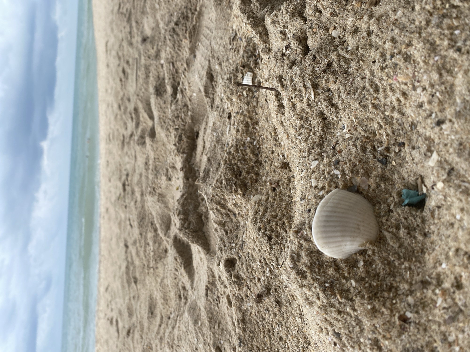 This image captures a serene, low-angle view of a beach in Phu Thuy Ward, Vietnam. The scene is divided into three main horizontal sections: a light blue sky with white, diffused clouds at the top, a calm, light blue-green ocean in the middle, and a sandy beach occupying the bottom two-thirds of the frame.
The sand in the foreground is light brown and highly textured, showing numerous small undulations and depressions, suggestive of footprints or natural erosion patterns. Scattered across the sand are various tiny bits of shell fragments and other natural debris. A notable object in the bottom right foreground is a white, ribbed bivalve seashell, partially embedded in the sand. Near this seashell, a small, dark green, crumpled object, possibly a piece of plastic or debris, is visible. Further back in the sandy area, a thin, dark, stick-like object protrudes vertically from the sand.
The ocean appears tranquil with a subtle waterline where it meets the sand. The sky, although cloudy, suggests daytime with soft, ambient light. No people or significant activities are depicted, giving the scene a peaceful and natural ambiance. There is no visible text in the image.