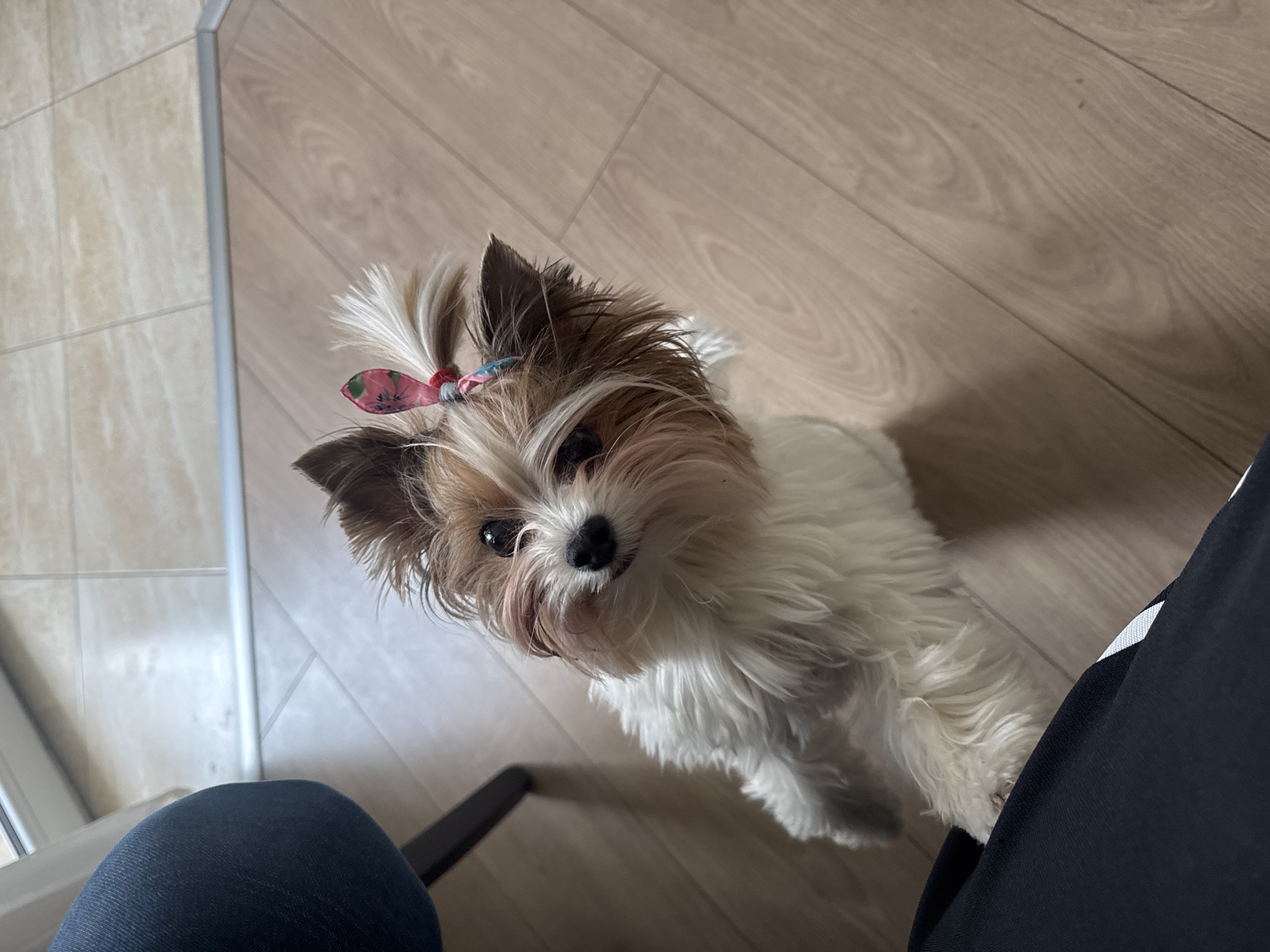 A small, long-haired dog with white and brown fur stands on a light-colored wood floor, facing the camera at a high angle. The dog has a small pink and red hair bow on top of its head. A person's leg in blue jeans is visible in the bottom left corner, and a person's leg in dark pants with a white stripe is visible in the bottom right corner. The location is unknown, and there is no evidence indicating it is Plovdiv, Bulgaria.
