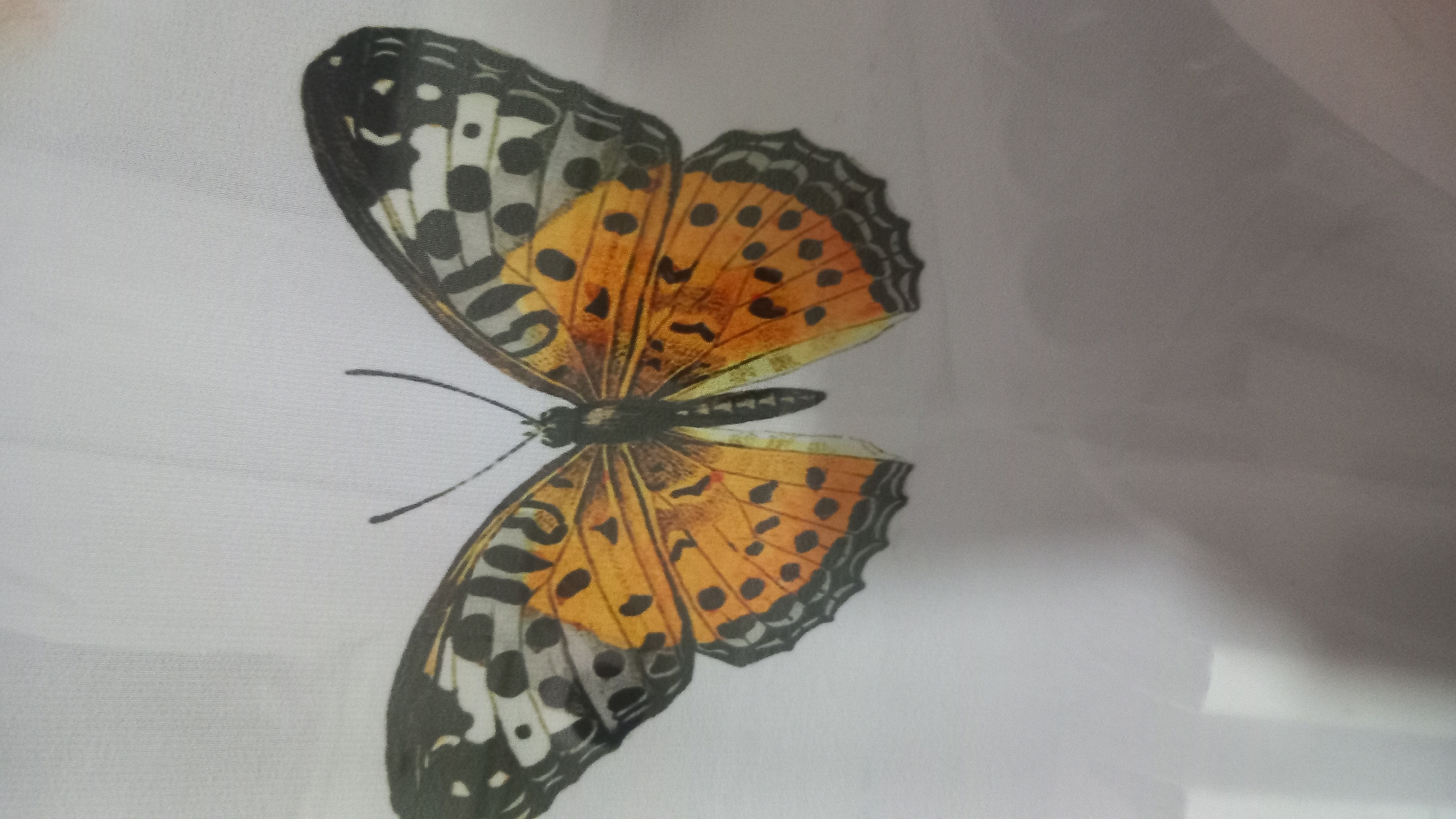 This media file is a close-up photograph of a printed butterfly. The butterfly is depicted with its wings spread open and is centered in the frame. The wings are predominantly orange with black spots and black and white patterns along the edges. The body of the butterfly is black. The background is a plain white or very light-colored fabric, possibly silk or a similar material, which appears to be textured with a fine weave. The lighting is soft, and there are no shadows that would indicate a specific time of day or outdoor environment. The image is a still photograph with no activity taking place. There is no visible text in the image. The context provided suggests the photograph was taken in Mailuu-Suu City, Kyrgyzstan, but this information is not visually evident from the image itself.