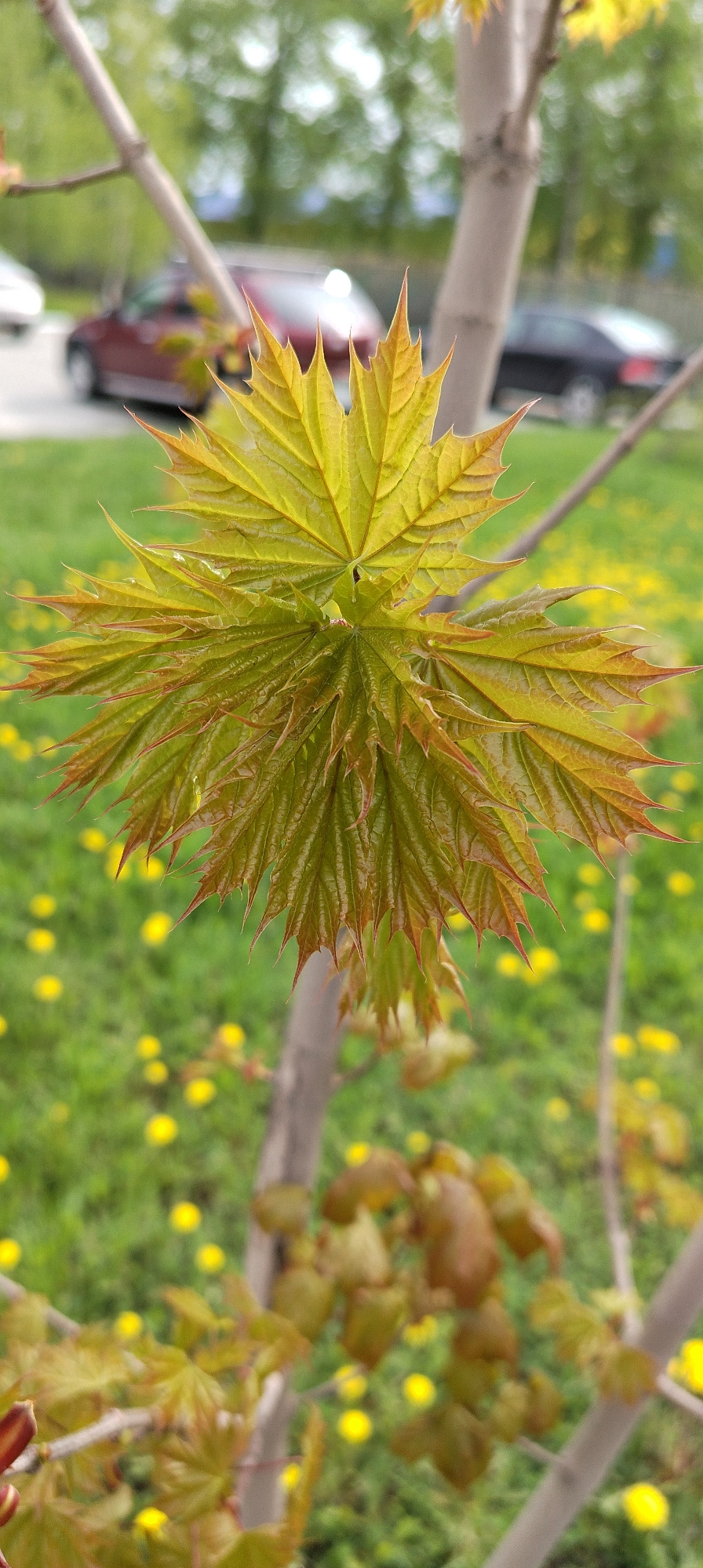 The image shows a close-up of a cluster of emerging maple leaves on a tree branch. The leaves are predominantly green with yellow hues and reddish-brown tips. In the background, there is a blurred lawn covered in yellow dandelions. Three cars can be seen out of focus, parked on what appears to be a street, the colors of the vehicles being red, white and black. This scene takes place in the city of Chaikovsky, Russia. The focal point is the foliage, with the broader setting contributing to a sense of urban nature.