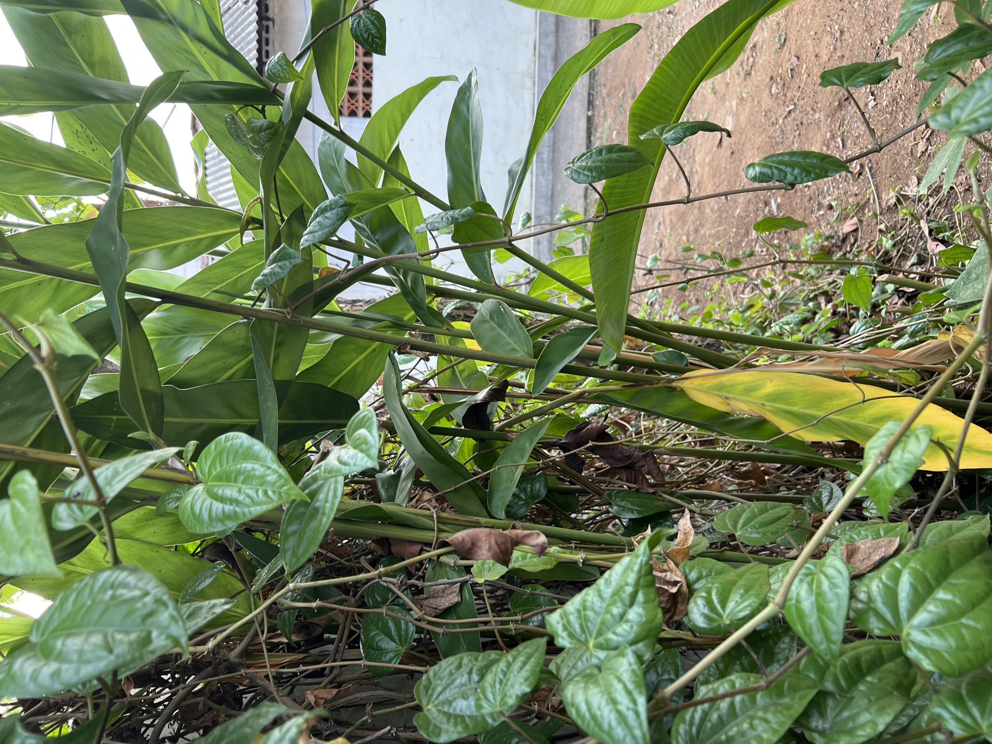 The image depicts a dense foliage scene in Gunung Putri, Indonesia, characterized by lush green leaves and thin, trailing vines. The plants are intertwined, creating a thick curtain of vegetation. Among the vibrant green leaves, a few brown, dried leaves are visible, indicating natural decay. In the background, a white building with a tiled roof and a patterned wall can be seen, suggesting a residential or commercial area adjacent to the natural growth. The ground appears to be a mixture of dirt and small stones, typical of an outdoor, possibly unpaved area. The lighting suggests it is daytime, with sunlight filtering through the leaves, casting subtle shadows and highlighting the glossy texture of some of the leaves. No people or animals are present in the frame. The overall impression is one of natural overgrowth in an urban or semi-urban setting.