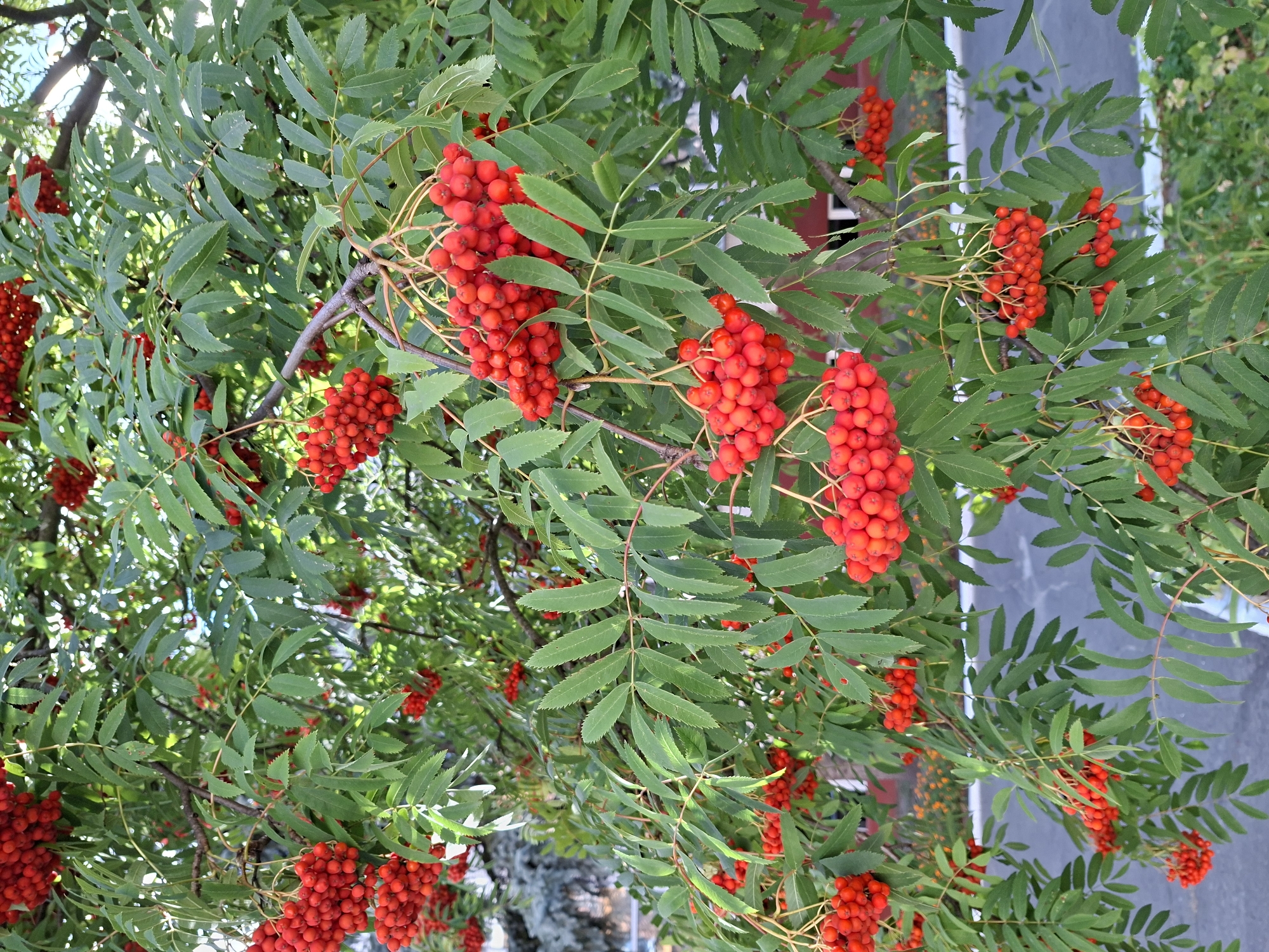 This is a close-up, eye-level, full-frame shot of a Rowan tree laden with bright red berries, situated in the city of Mazyr, Belarus. The dense foliage of green leaves forms a backdrop for the numerous clusters of ripening berries, many of which hang prominently in the foreground. The berries are small, round, and a vibrant red, indicative of late summer or early autumn. The branches are dark and woody, providing support for the heavy fruit. The background is slightly blurred, suggesting a shallow depth of field, and hints at an urban environment with hints of buildings and paved surfaces. There are no people or animals visible in the image. The overall impression is one of natural abundance within a developed area.