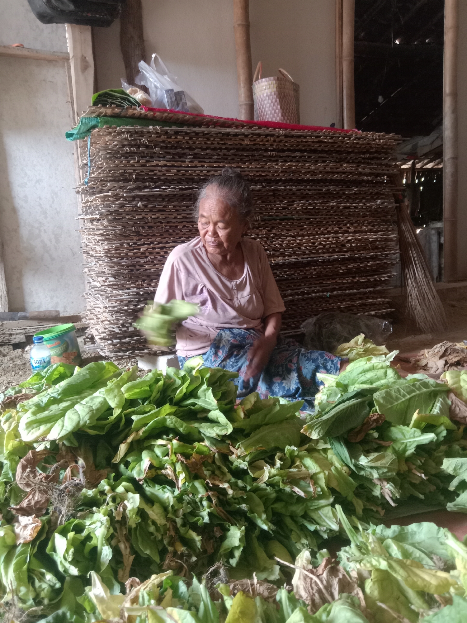 An elderly woman sits on the floor in front of a large stack of dried tobacco leaves, sorting through a pile of freshly picked green tobacco leaves. She is wearing a light pink t-shirt and a blue floral patterned skirt. To her left, there is a blue plastic bottle of "Aqua" mineral water and a green bucket. Behind her, stacked on wooden racks, are dried tobacco leaves. In the background, there are bamboo poles and a woven basket. The scene appears to be indoors, likely in a rural setting within Pacing, Indonesia. The woman is actively engaged in the process of handling the tobacco leaves, suggesting a connection to its cultivation or processing.