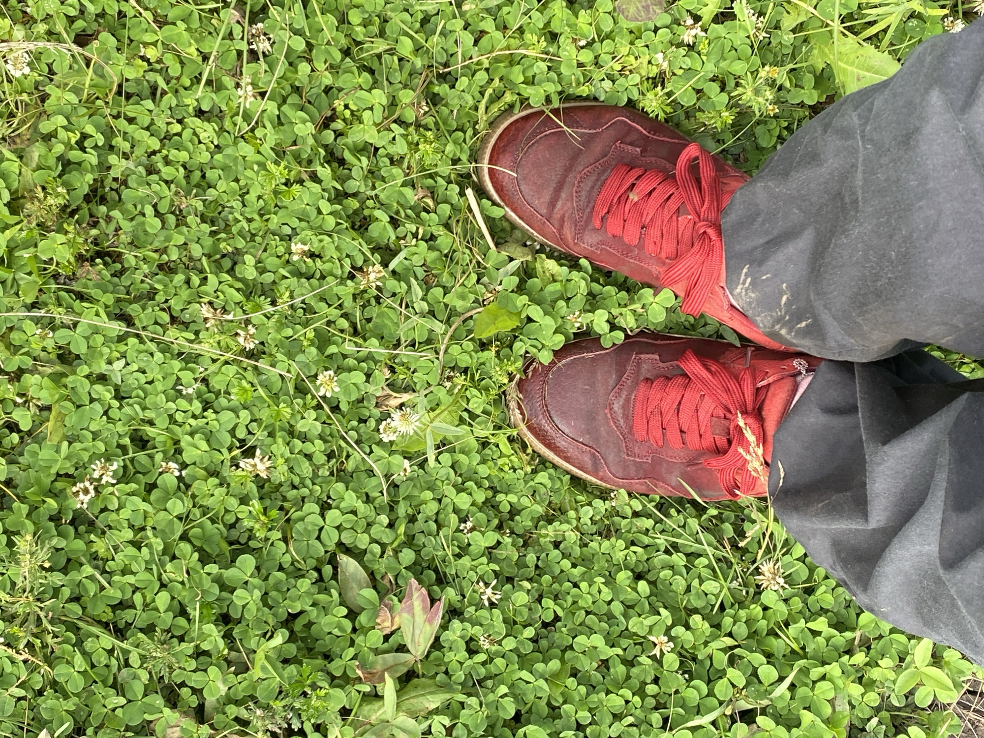 In Bogoslovka, Russia, a top-down view captures a person's feet clad in red laced sneakers and dark pants, standing amidst a lush carpet of green clover and small white wildflowers. The grass is dense, with some larger green leaves and a few dried brown leaves scattered throughout. The sneakers appear slightly scuffed, with specks of dirt on the laces and right shoe. The scene suggests an outdoor setting, possibly a park or a field.