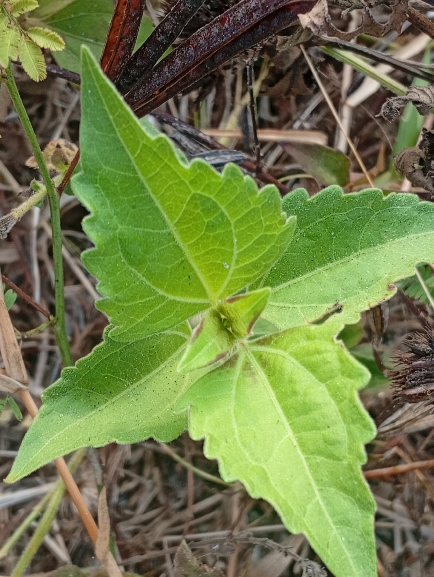 A close-up, slightly overhead shot captures a bright green leaf with serrated edges and prominent veins, its surface speckled with tiny black dots. The leaf is the central focus, positioned on a stem against a background of dry, brown vegetation, twigs, and scattered green foliage. The scene is outdoors, suggesting a natural environment. The image was taken in Sarangmeduro, Indonesia.