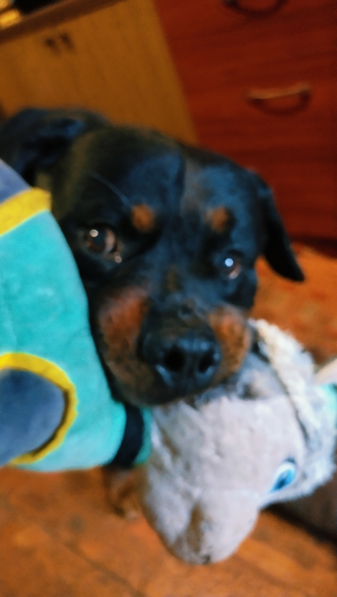 In a domestic indoor setting, a Rottweiler dog is held close to the camera, with its head and upper body visible. The dog's dark fur is marked with reddish-brown accents above its eyes and on its cheeks. One of its eyes is clearly visible, reflecting a light source. The dog is interacting with two plush toys. One toy, partially visible on the left, is predominantly teal with a yellow trim. The other toy, held in the dog's mouth and extending downwards, appears to be a light tan color with a greyish textured head and prominent blue eyes. The background consists of wooden flooring and indistinct furniture in shades of brown and red. There is no visible indication of the location being specifically in Horishni Plavni, Ukraine.