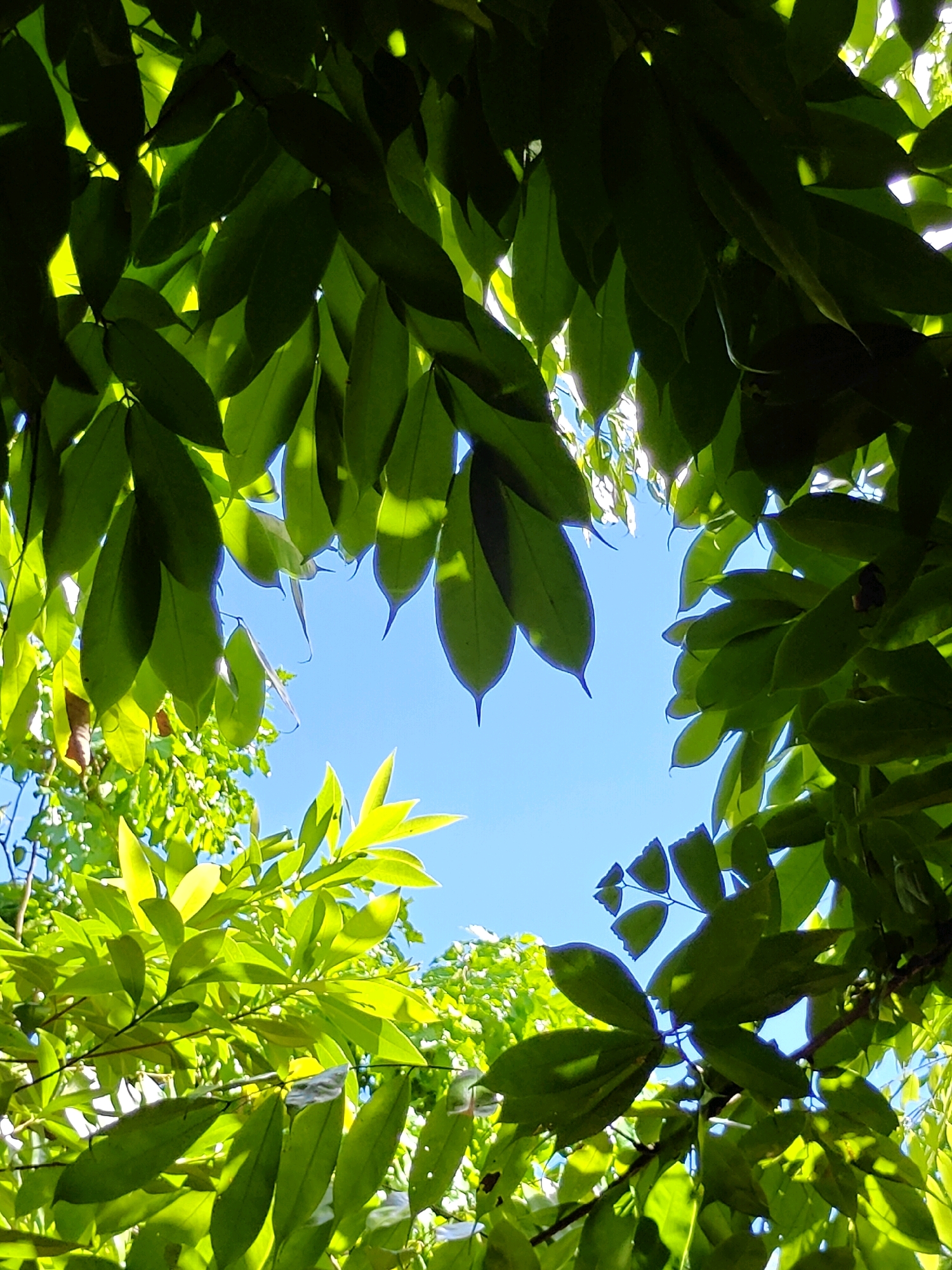 The image is a low-angle shot looking up through dense green foliage towards a clear blue sky. Sunlight filters through the leaves, creating bright highlights and deep shadows. The leaves are varied in size and shape, with some appearing large and glossy, while others are smaller and more delicate. In the background, the sky is a uniform bright blue, suggesting a clear day. There are no people or man-made objects visible in the frame. The scene appears to be a natural environment, possibly a park or a garden within Mu Si, Thailand, characterized by lush vegetation.