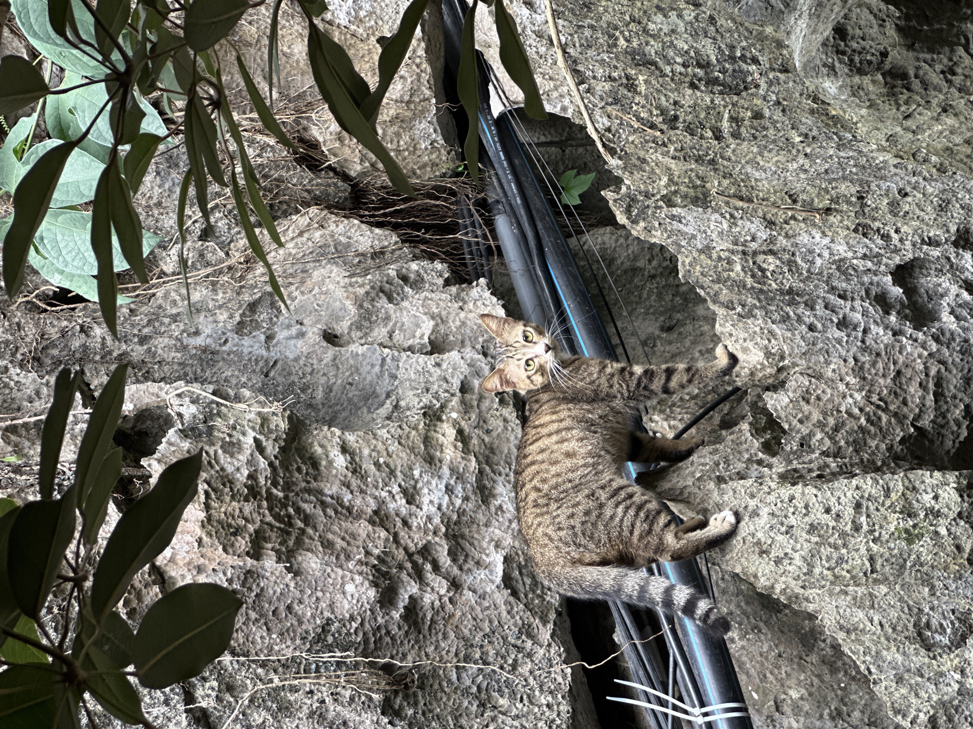A tabby cat stands on a rocky ledge, looking directly at the camera. The cat is facing left, with its body angled towards the viewer. It has green eyes and a striped tail. In the background, there are large rocks, green leaves, and black pipes. The cat is in a natural, outdoor setting, possibly a cave or a cliffside. The image appears to be taken in the city of Nam Hoa Lư Ward, Vietnam, judging by the foliage and rock formations characteristic of the region.