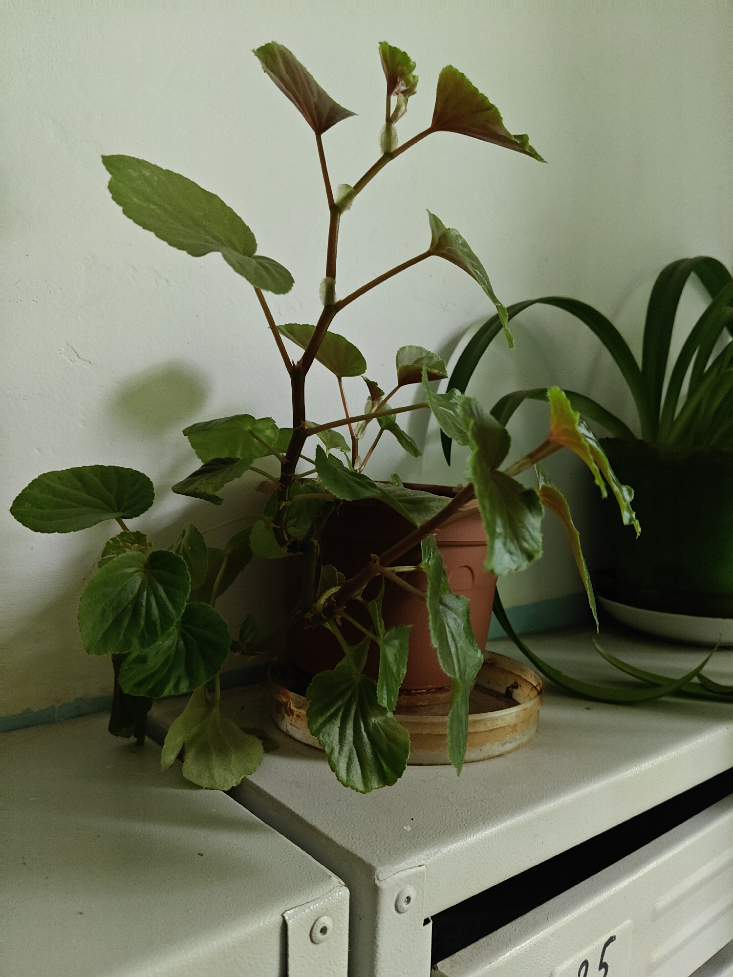 A potted plant with green and reddish leaves sits on a light gray metal shelf in front of a textured white wall. The plant is in a brown plastic pot and has several stems with asymmetrical leaves. To the right of the potted plant, another plant with long, dark green leaves is visible in a dark green pot. The shelf appears to be part of a piece of furniture with drawers, one of which has the number "25" handwritten on it. The scene is indoors, possibly in a residential or office setting in Pushkino, Russia. There are no people or animals present. The lighting is soft, casting a shadow of the plant on the wall.