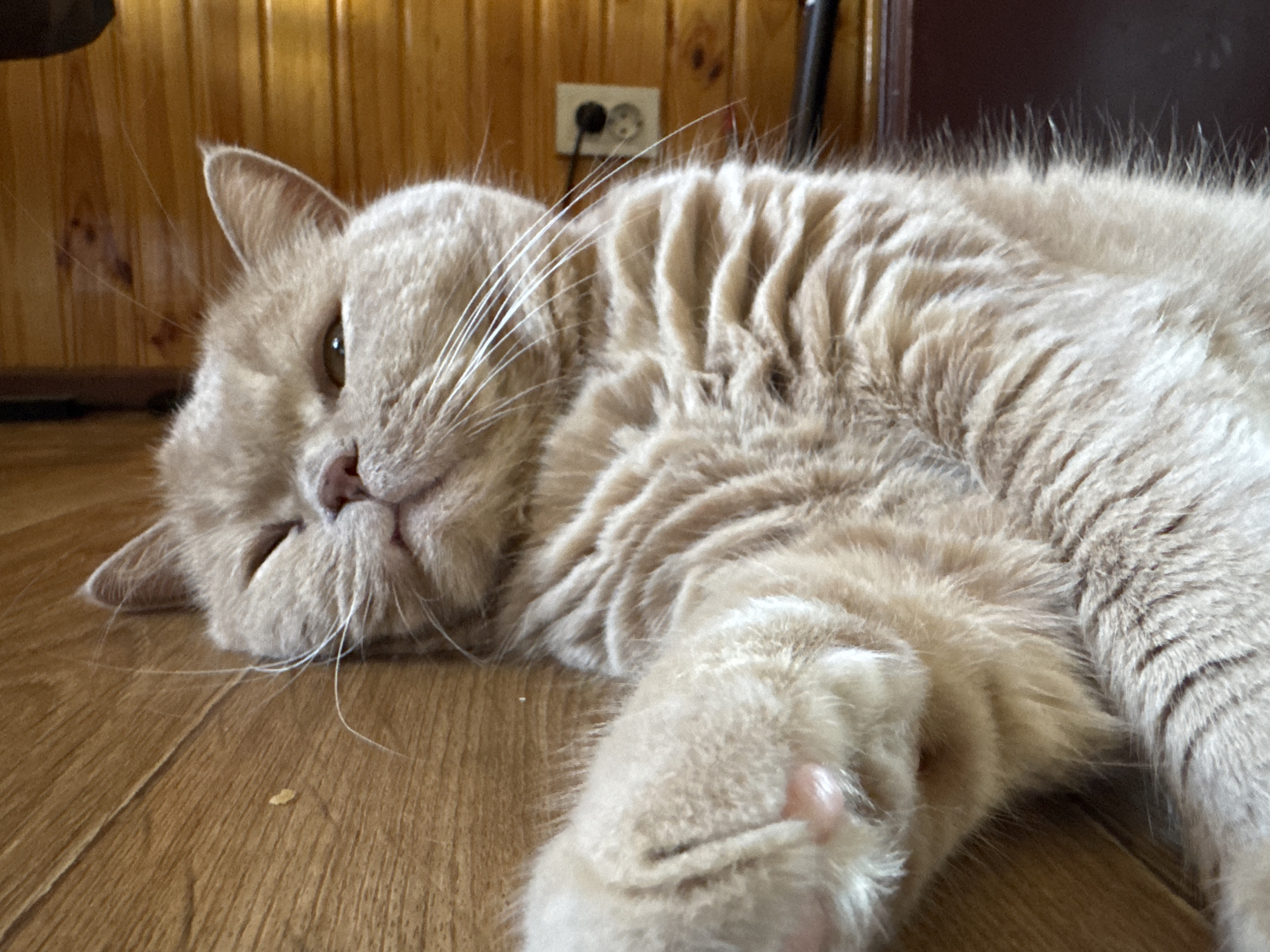 A light orange tabby cat with white whiskers and light brown stripes is lying on its side on a wooden floor. The cat's eyes are partially closed, and its head is turned towards the viewer. The cat's front paws are extended in front of it. In the background, a wooden paneled wall is visible with an electrical outlet. The scene appears to be indoors.