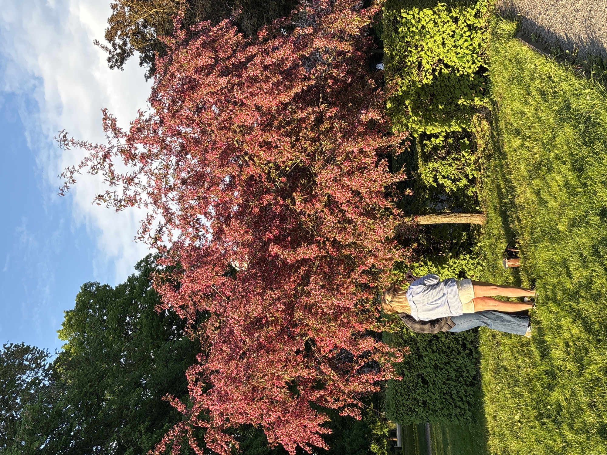 This image depicts a serene outdoor scene, likely a park or garden in Tallinn, Estonia. The orientation of the original image is vertical, with the sky on the left and the ground on the right. When viewed correctly, a bright blue sky with scattered white clouds dominates the upper portion.
A large, prominent tree with dense, reddish-pink foliage, possibly a flowering crabapple or cherry tree, stands centrally, showcasing its vibrant spring or early summer blossoms. To the left of this tree, the lush green canopies of other deciduous trees are visible against the sky. On the right side of the frame, there are well-maintained green bushes and verdant grass, suggesting a carefully tended landscape.
Two individuals are situated in the lower right section of the image, with their backs to the viewer. The person in front is a woman with blonde hair, wearing a light blue and white striped shirt and light-colored shorts. Behind her, another person is seen wearing dark blue jeans and a plaid shirt, their upper body partially obscured. They appear to be standing or walking leisurely, enjoying the peaceful environment.
The lighting suggests late afternoon or early evening, with the sun casting long shadows across the grass from the right, indicating a low sun angle. This warm light also illuminates parts of the foliage, creating a golden glow. The clear sky indicates pleasant weather. No visible text is present in the image. The overall impression is one of tranquility and natural beauty.