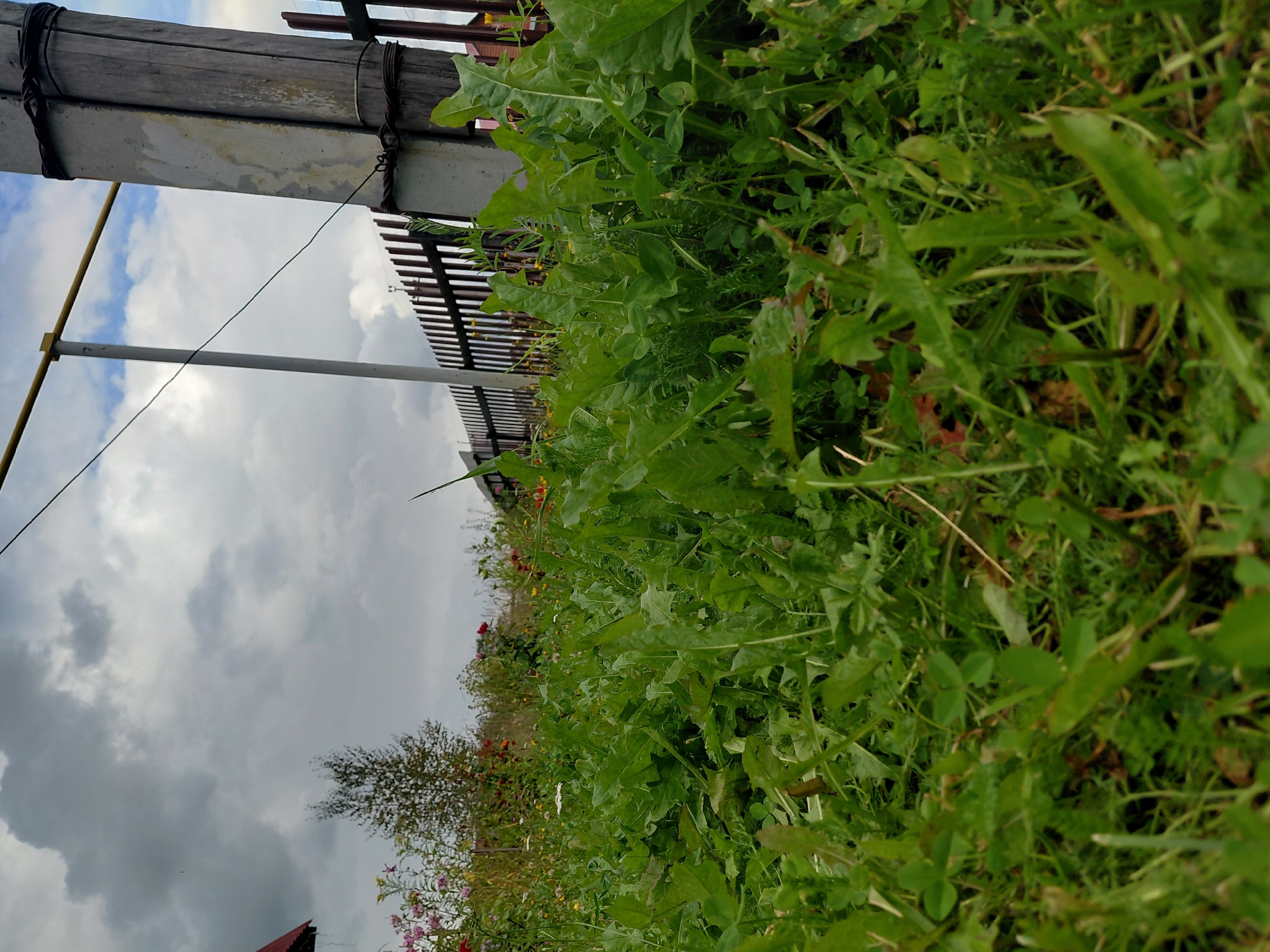 In Malinovka, Russia, an overgrowth of green vegetation dominates the foreground, with various broad-leafed plants and grasses reaching towards the camera. In the mid-ground, a wooden fence with vertical slats runs horizontally across the frame. Behind the fence, a scattering of wildflowers in shades of pink, red, and yellow can be observed, interspersed with taller green foliage and a small tree. To the right of the frame, a rough-hewn wooden post stands tall, bound by wire to a concrete pillar. A thin wire stretches tautly from the post towards the left. The background is a cloudy sky, with some patches of blue visible. A portion of a red-tiled roof is visible on the far left edge of the image.