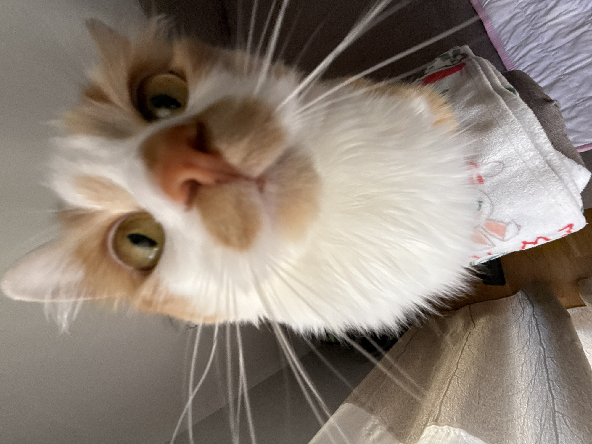 This is a close-up, slightly distorted, downward-angled shot of a fluffy, orange and white cat. The cat's face is the central focus, with its eyes wide open and looking directly into the camera. Its fur is long and appears very soft, with distinct patches of orange on its head, nose, and ears, contrasted with a large area of white fur around its face and chest. Long white whiskers fan out from its muzzle. The cat is wearing a decorative, white cloth accessory around its neck, which has a pattern of red and green details. The background is out of focus, showing hints of a textured surface, possibly a blanket or fabric, in muted colors. The lighting appears to be artificial, as there are no strong shadows or indications of natural light sources. The overall impression is of an intimate and curious portrait of a domestic pet.