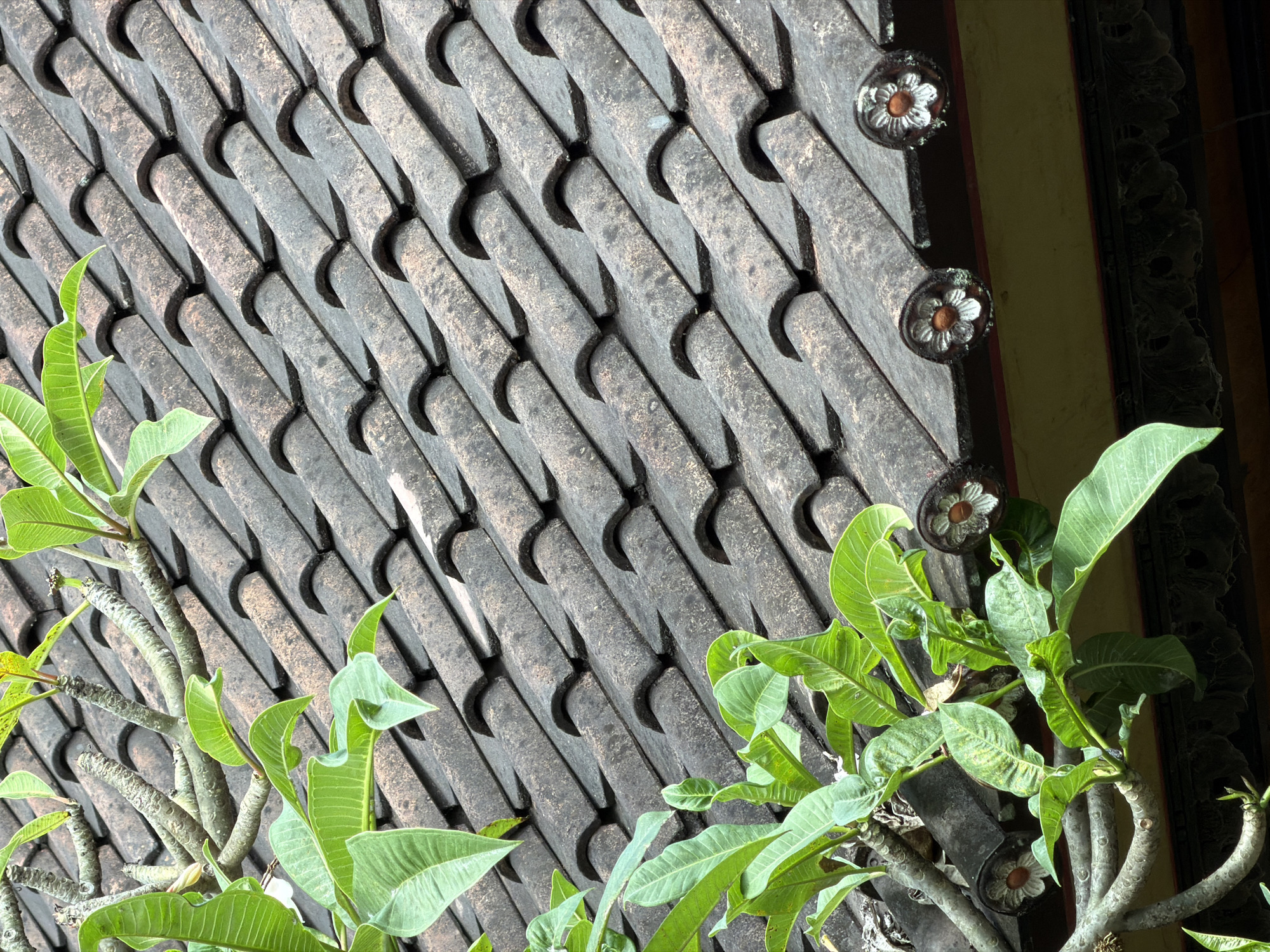 A close-up shot reveals a weathered roof made of overlapping curved tiles, typical of Balinese architecture. The tiles run diagonally from the top right to the lower left of the frame. A young frangipani tree with vibrant green leaves is visible along the left and right edges, obscuring parts of the roof. Three decorative floral medallions are attached along the top right edge of the roof. The top right corner reveals a glimpse of a building facade with yellow and brown tones. This image was taken in North Kuta, Indonesia.