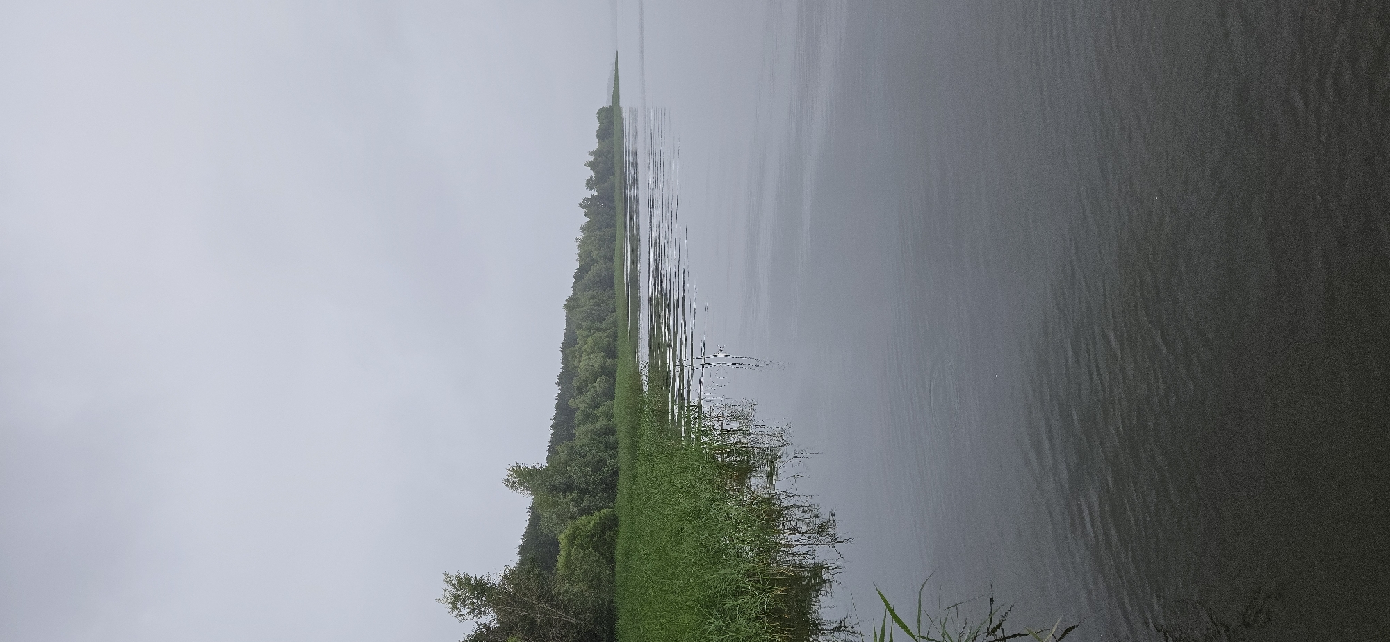 The image captures a serene, overcast day on a lake or wide river, likely in or near the village of Rozhdestveno, Russia. The foreground is dominated by the calm, gray water, with gentle ripples disturbing its surface. On the left bank, tall green grass and reeds grow lushly, extending towards the water. Beyond the reeds, a dense line of trees, primarily deciduous with some coniferous evergreens, forms a dark green barrier along the horizon. The sky is a uniform, light gray, suggesting cloudy or misty conditions, which contribute to the subdued and peaceful atmosphere of the scene. There are no people or any visible signs of human activity in the image. The water reflects the muted light and the dark treeline, creating a sense of depth and tranquility.