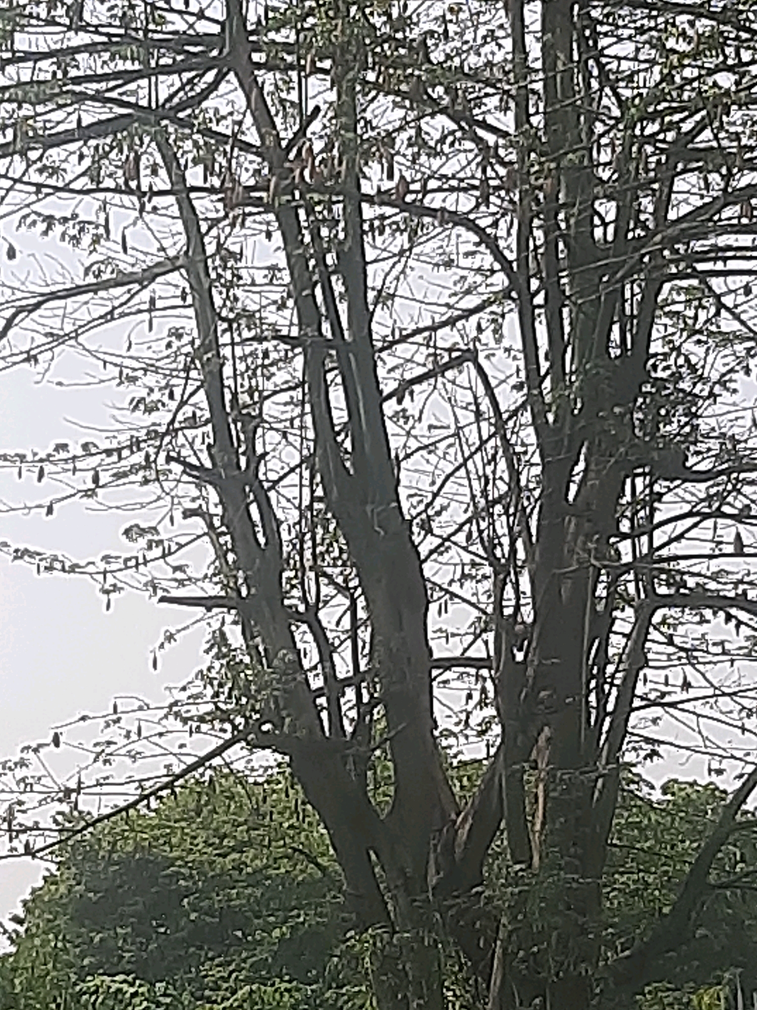 The image shows a close-up view of a tall tree with bare branches against a bright, overcast sky. The tree has a thick, gnarled trunk and numerous branches, many of which are adorned with dark, elongated seed pods. The lower portion of the image reveals a dense canopy of green foliage, suggesting the presence of other trees or shrubs. The overall impression is of a mature tree in a natural or park-like setting within the city of South Jakarta, Indonesia, though the specific location is not identifiable from the image alone.