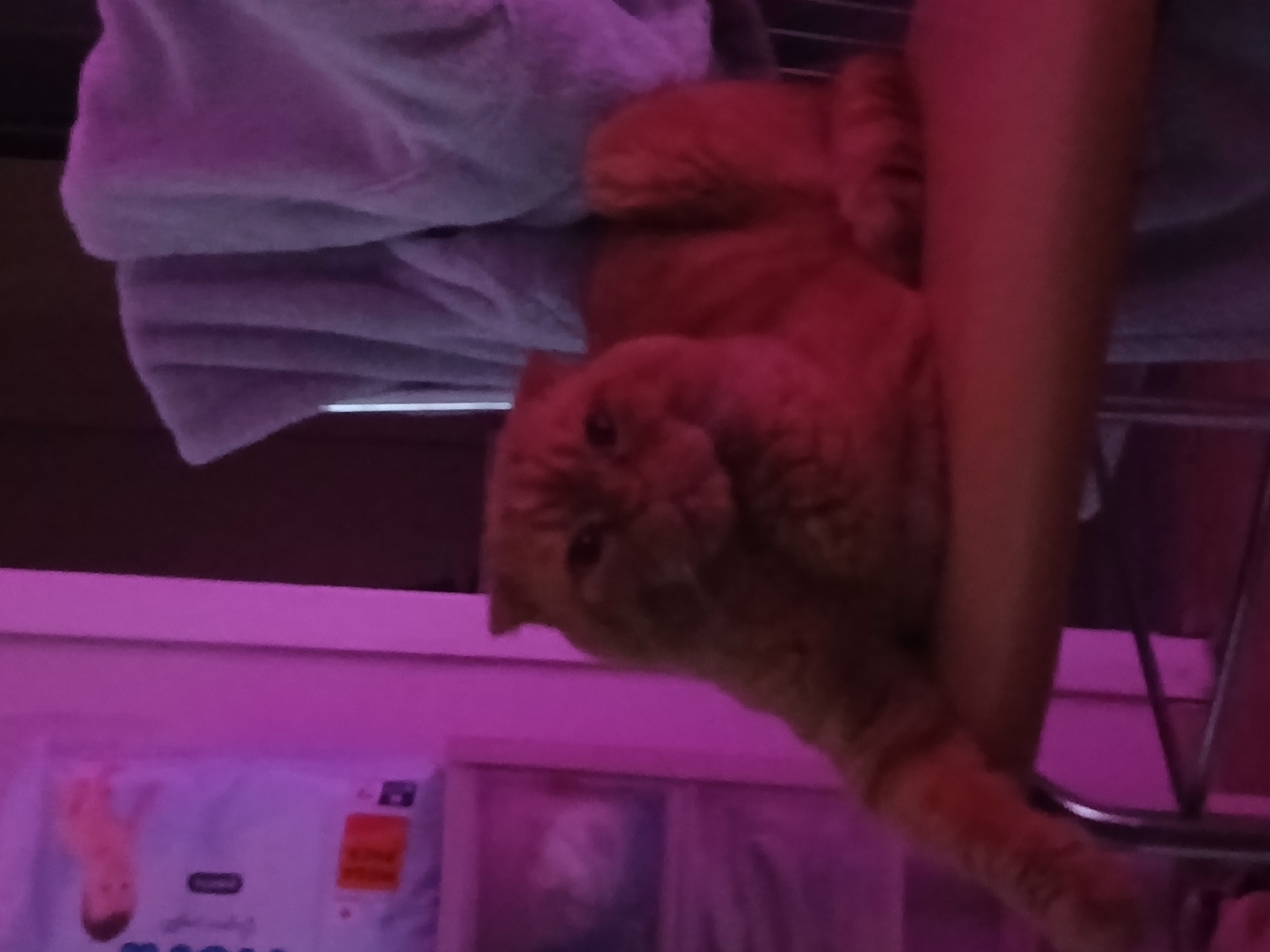 A medium shot depicts an orange cat lying on a light blue fabric draped over a rack. The cat's head is oriented to the lower left corner of the frame. A human arm is situated vertically on the right side of the frame, near the cat. Below the rack is a box with text in a non-English language. The color scheme of the photograph is dominantly pink. The location is Chaikovsky, Russia.