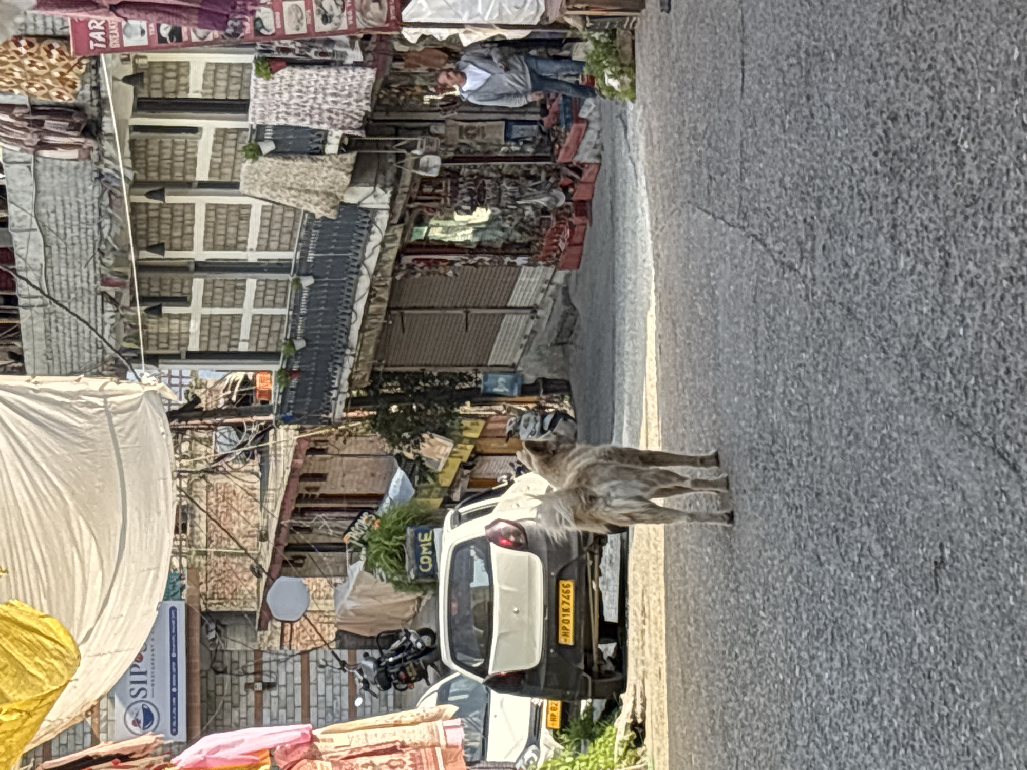 The image depicts a street scene in Vashisht, India, characterized by narrow, winding roads lined with shops and buildings. In the foreground, a tan-colored dog with a bushy tail stands facing away from the camera, its back to the viewer. The dog is positioned on an asphalt road with visible cracks and imperfections.
To the left of the dog, a white car is parked, and behind it, a black motorcycle is visible. Further back, a white car is parked parallel to the road. A sign with blue text and a circular logo reading "SIP" is affixed to a brick wall. Yellow and white fabric tarpaulins are strung overhead, providing shade or shelter.
The background features multi-story buildings with brick facades and white-trimmed windows. Some windows have decorative grilles, and small potted plants are placed on ledges. Several shops display various goods, including clothing, handicrafts, and other merchandise. One shop sign reads "TAR BREAKFAST TEA." A man in a gray hooded jacket and blue jeans is walking on the right side of the street, carrying a phone in his hand. The overall environment suggests a bustling marketplace or a busy pedestrian area.