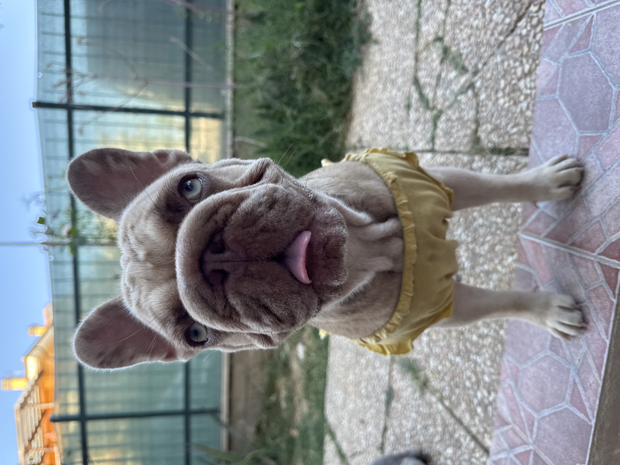A light brown French Bulldog wearing a yellow ruffled garment stands on a tiled patio in front of a green metal fence. The dog's tongue is sticking out slightly, and its ears are perked up. Buildings with orange roofs are visible in the background under a clear blue sky. The scene appears to be outdoors, possibly in a backyard or garden area. The location is San Benedetto del Tronto, Italy.