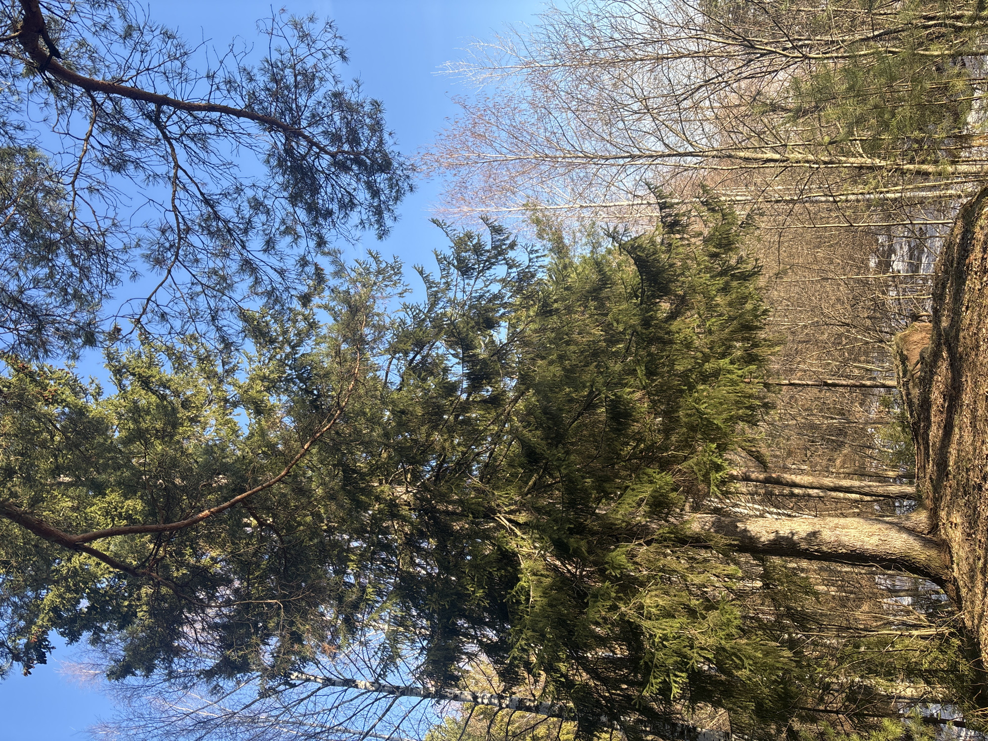The image depicts a forest scene in Chaikovsky, Russia, taken from a low angle looking up. The sky is visible in the upper portion of the frame, transitioning from a deep blue to a lighter hue. Various trees are present, including evergreen trees with dense, green foliage and deciduous trees with bare branches. Some branches extend into the upper left of the frame, contrasting against the sky. The tree trunks are visible, revealing textured bark and shadows. There is no discernible human presence or any direct interaction between elements. The overall environment suggests a clear, sunny day in late autumn or early spring.