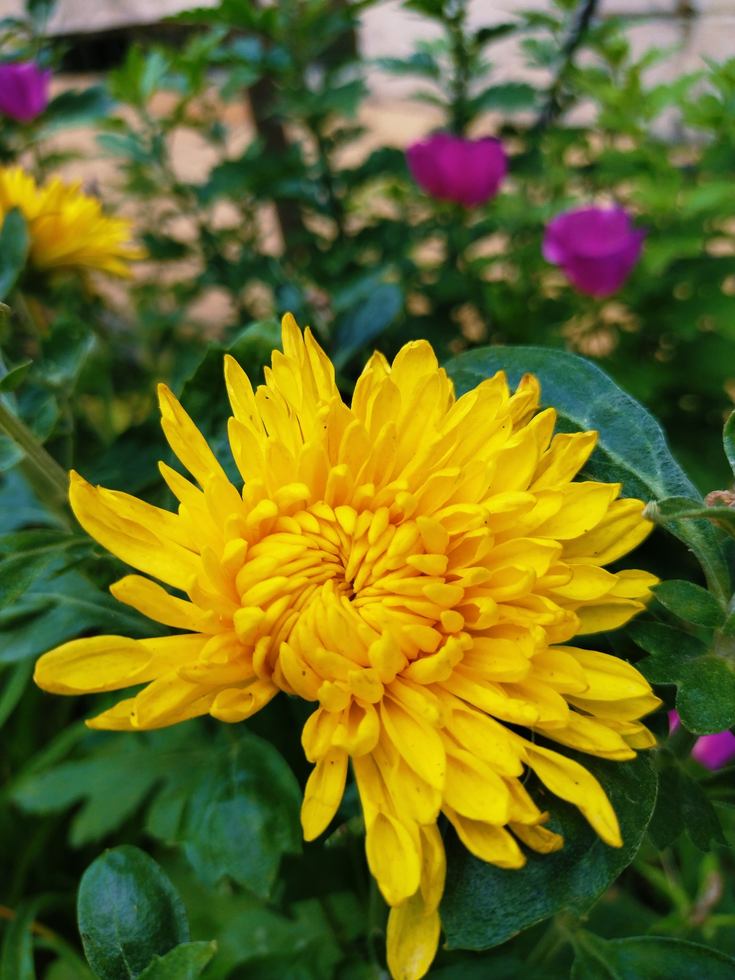 This media file is a close-up, eye-level shot of a vibrant yellow chrysanthemum flower in full bloom. The flower is the primary subject, with its numerous, densely packed petals creating a textured, almost spiky appearance. The petals are a bright, cheerful yellow and are arranged in concentric spirals, converging towards the center of the bloom.
The flower is set against a backdrop of lush green foliage. Some of these leaves are large and dark green, providing a deep contrast to the bright yellow of the chrysanthemum. In the background, out of focus, are several blurred shapes of purple flowers, adding a subtle splash of complementary color to the scene. The shallow depth of field ensures that the focus remains squarely on the yellow flower, while the background elements are softly rendered.
The lighting suggests it is daytime, likely outdoors, as the colors are bright and natural. There are no visible indications of specific weather conditions, but the greenery implies a mild or warm season. The scene appears to be in a garden setting, given the presence of multiple flowering plants and dense foliage.
No people are visible in the image, and there is no visible text. The overall mood evoked is one of natural beauty and simple vibrancy. The close-up perspective emphasizes the intricate details of the flower's structure and color. The location context of Horishni Plavni, Ukraine, adds a geographical detail to the otherwise universally recognizable subject of a flower.